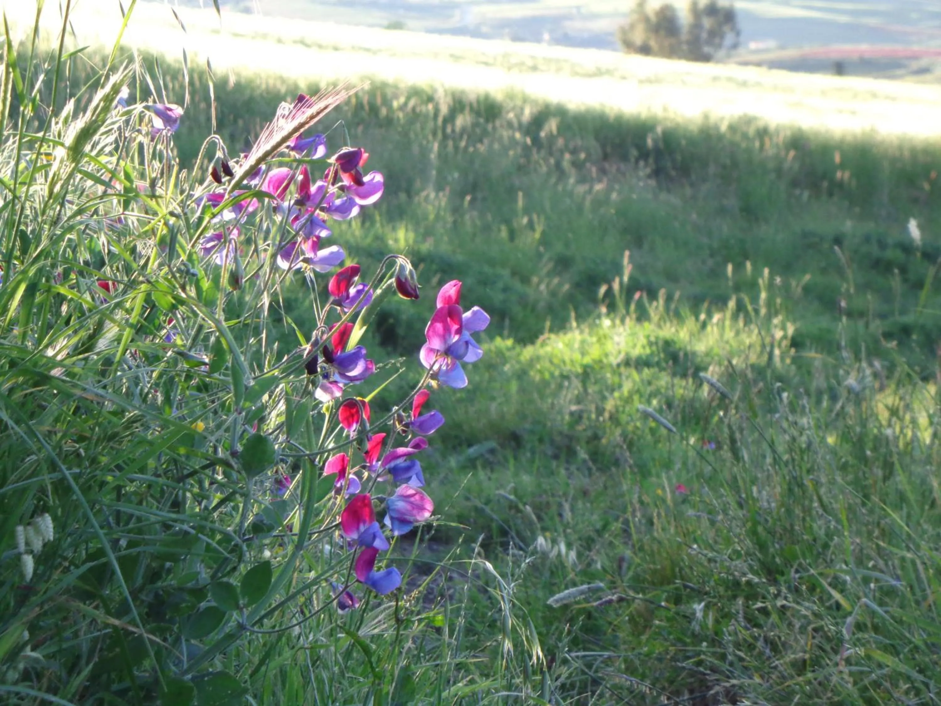 Agriturismo San Pietro