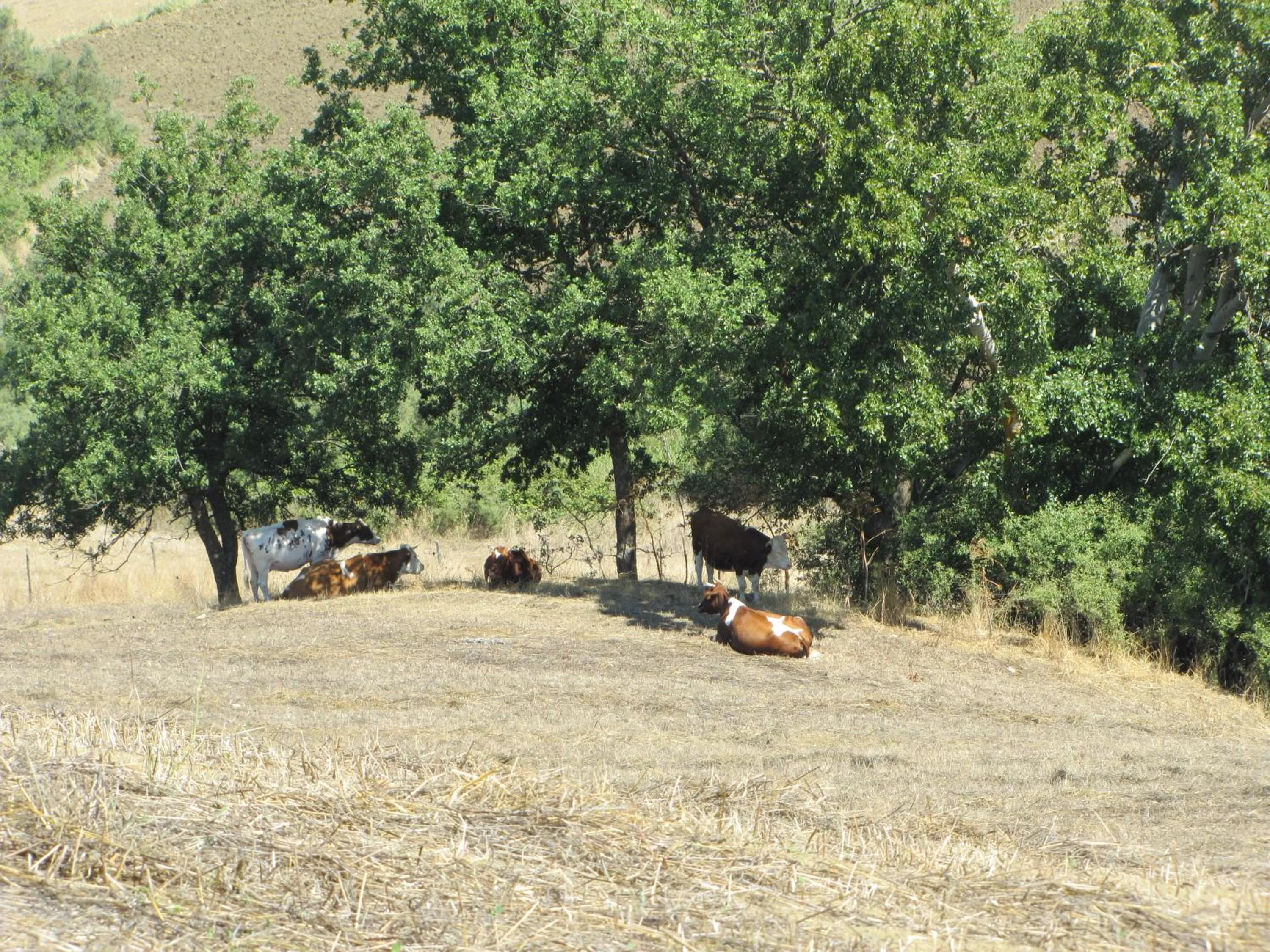 Animals in Agriturismo San Pietro