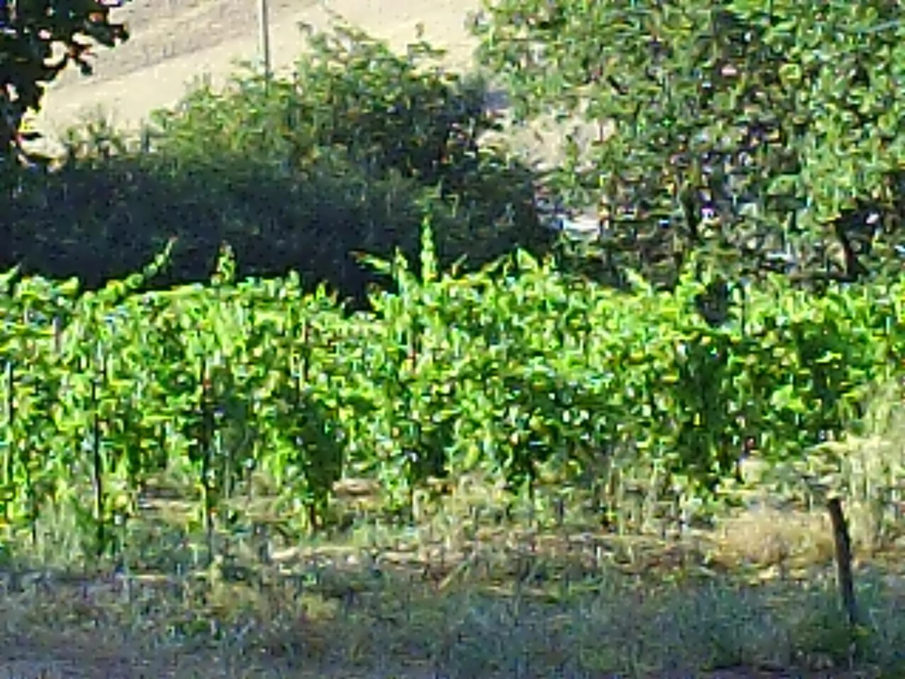 Alcoholic drinks in Agriturismo San Pietro