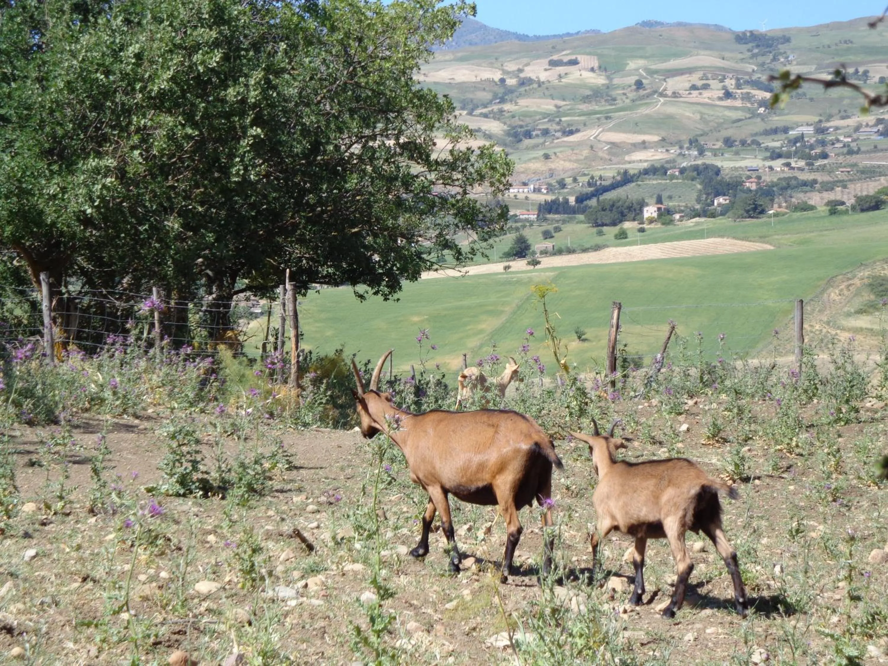 Agriturismo San Pietro