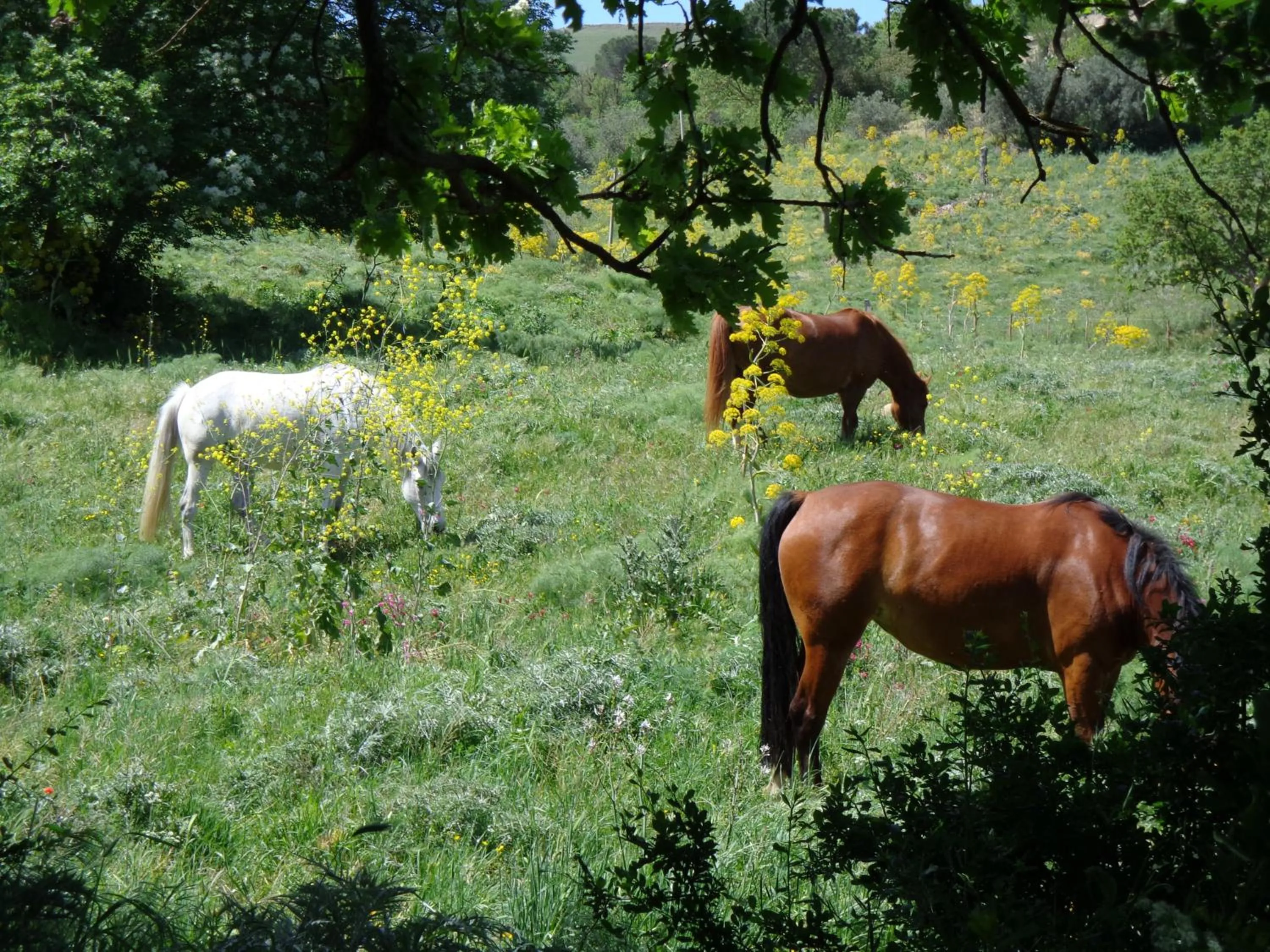 Horse-riding in Agriturismo San Pietro