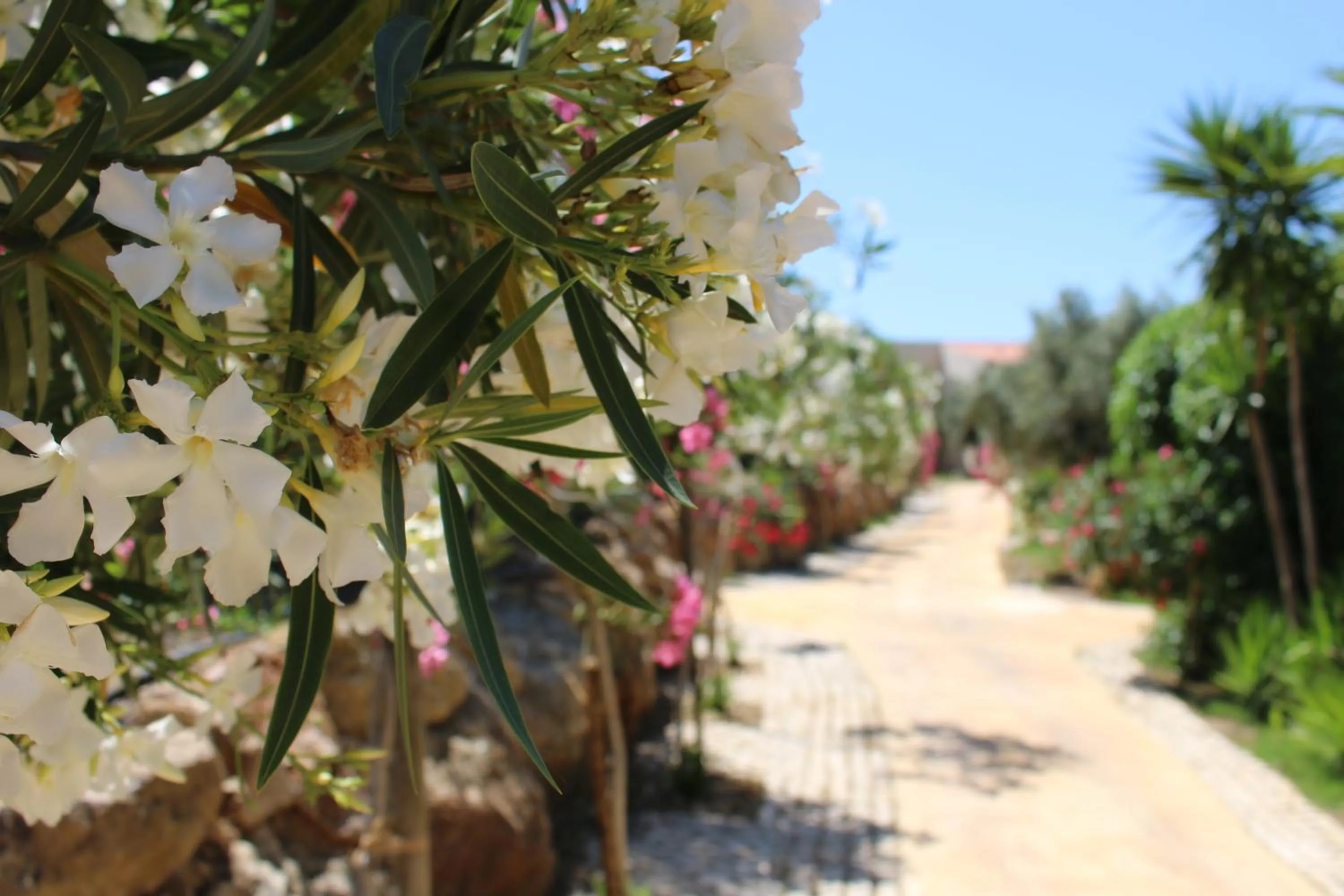 Garden in Hotel de Charme Capela das Artes