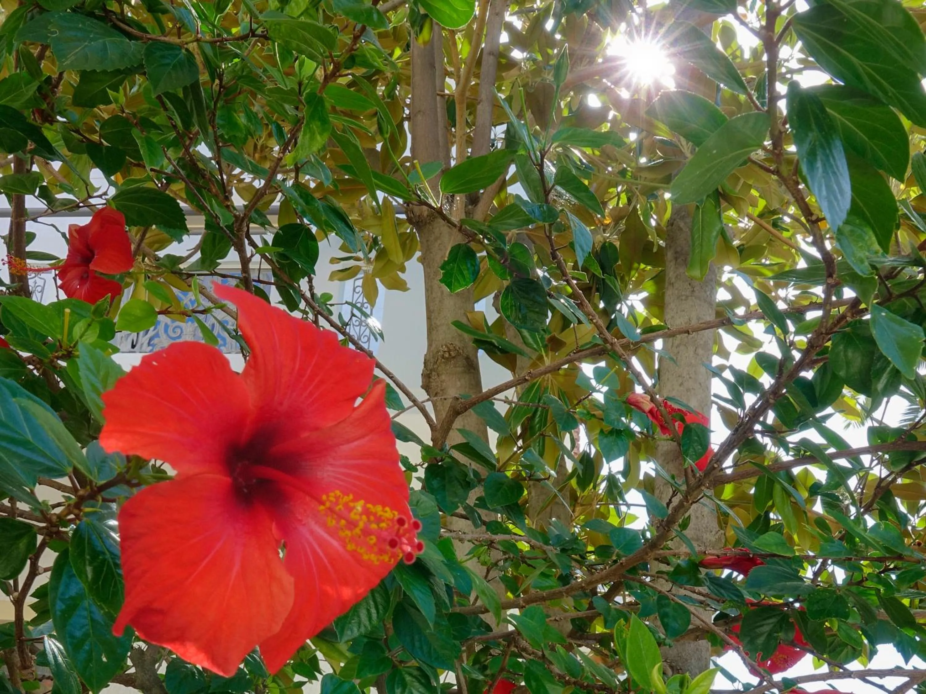 Garden in Flamingos Hotel Apartments