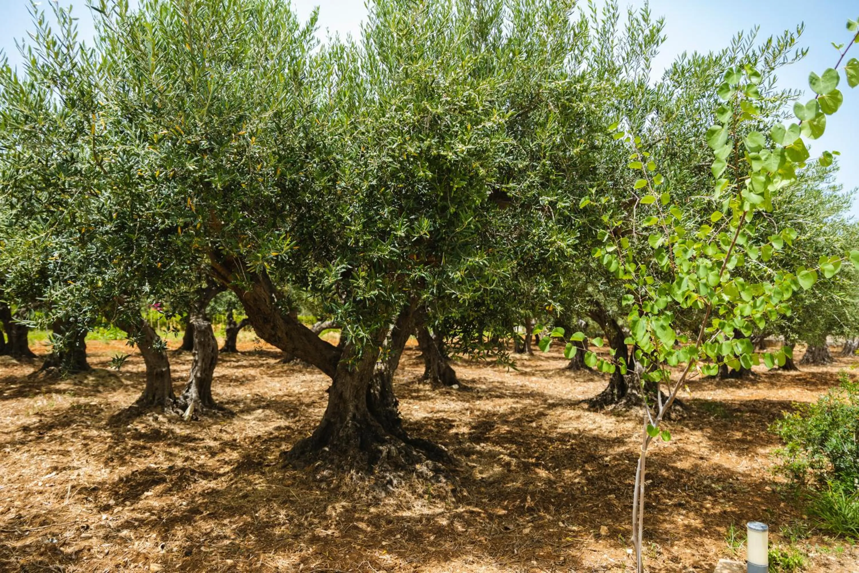 Casale la Macina Residence Scopello