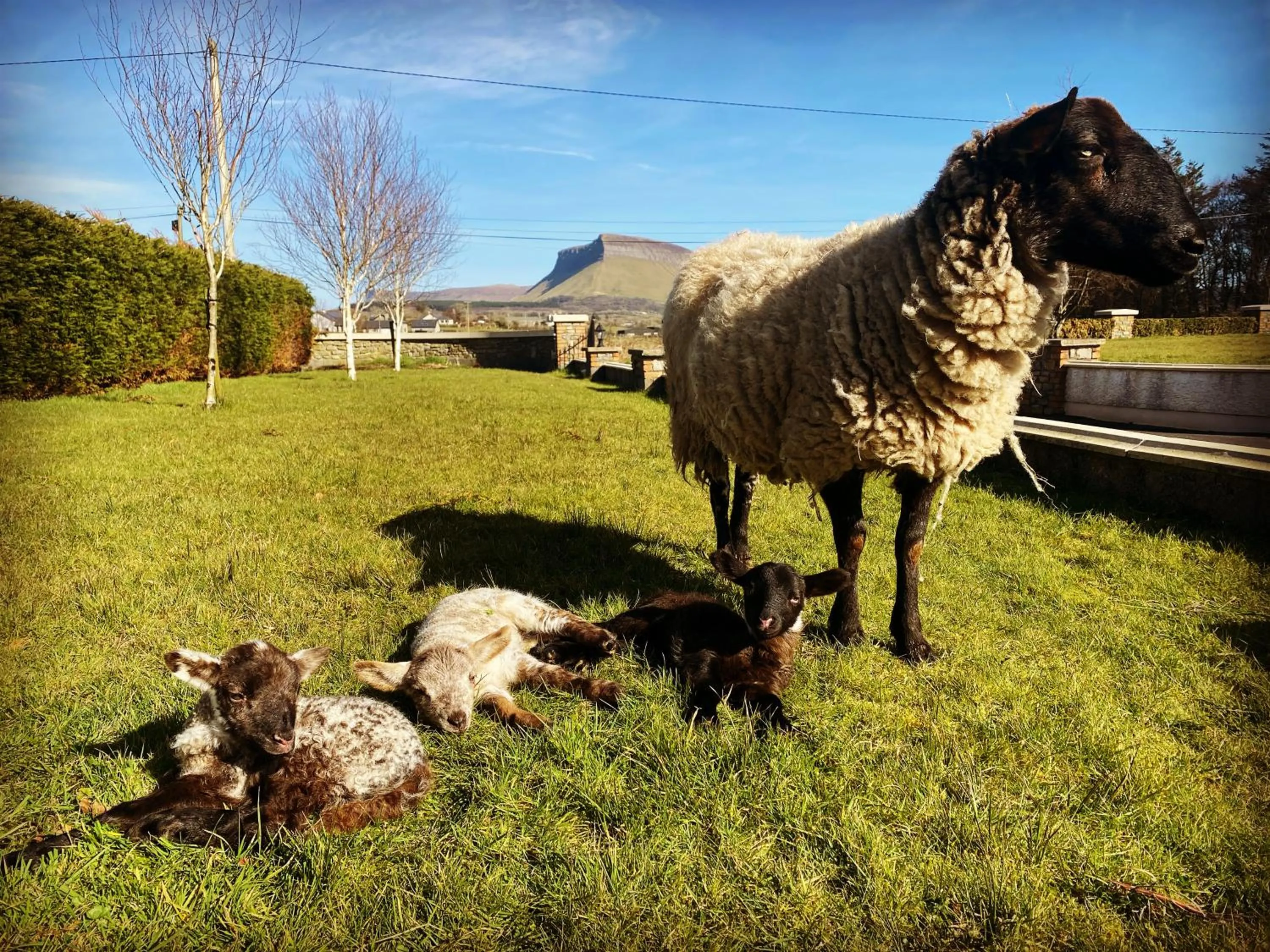 Animals in Lissadell Lodge
