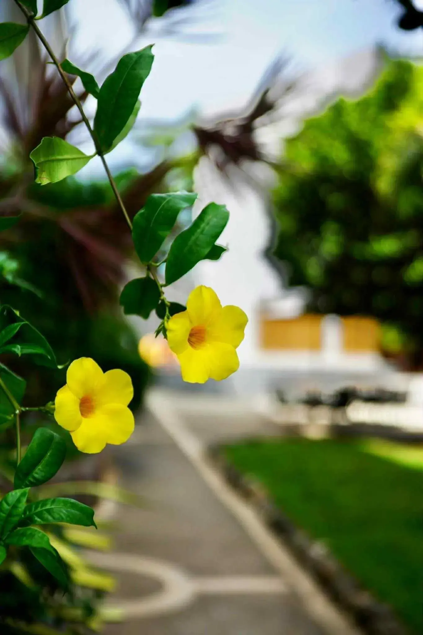 Garden view in Mayfair Resort Garden view in Mayfair Resort
