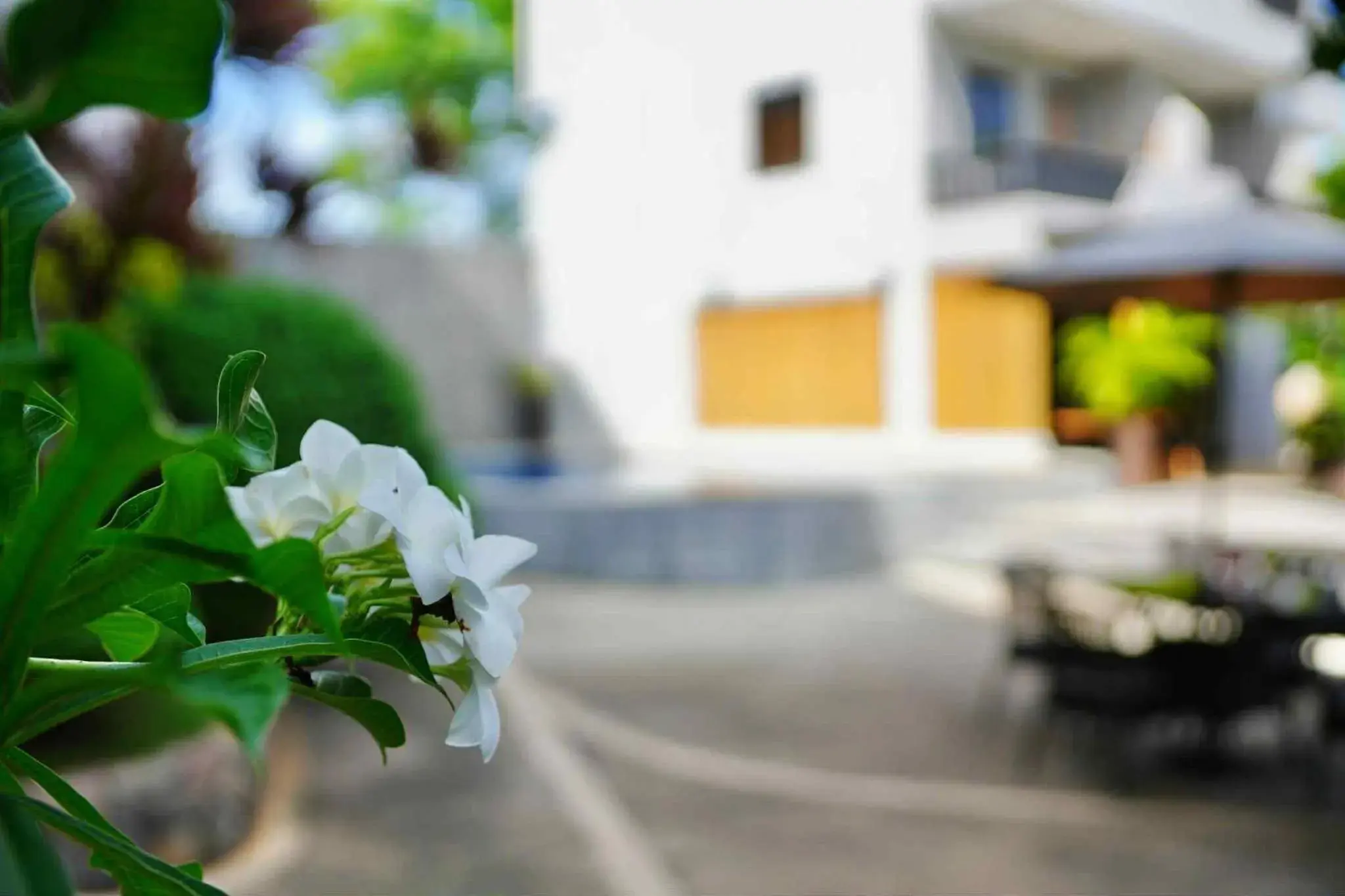 Garden view in Mayfair Resort Garden view in Mayfair Resort