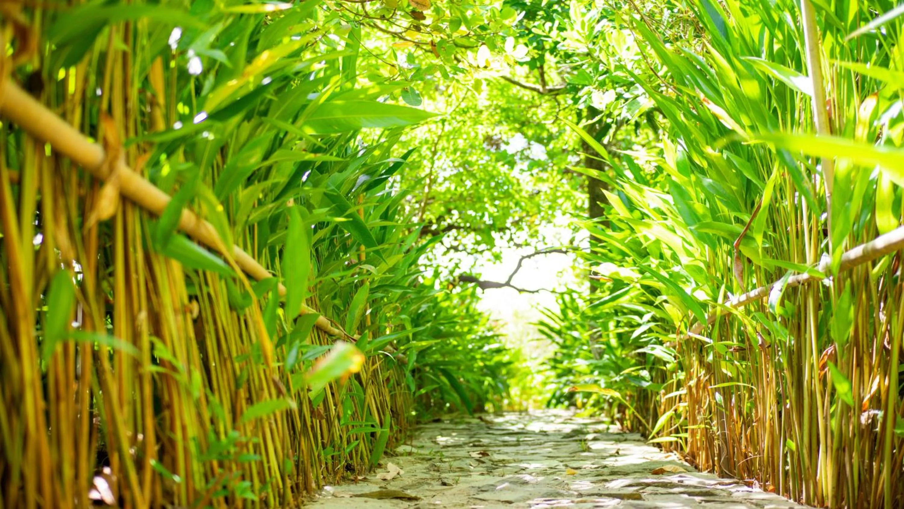 Natural landscape in The Dream Beach Resort