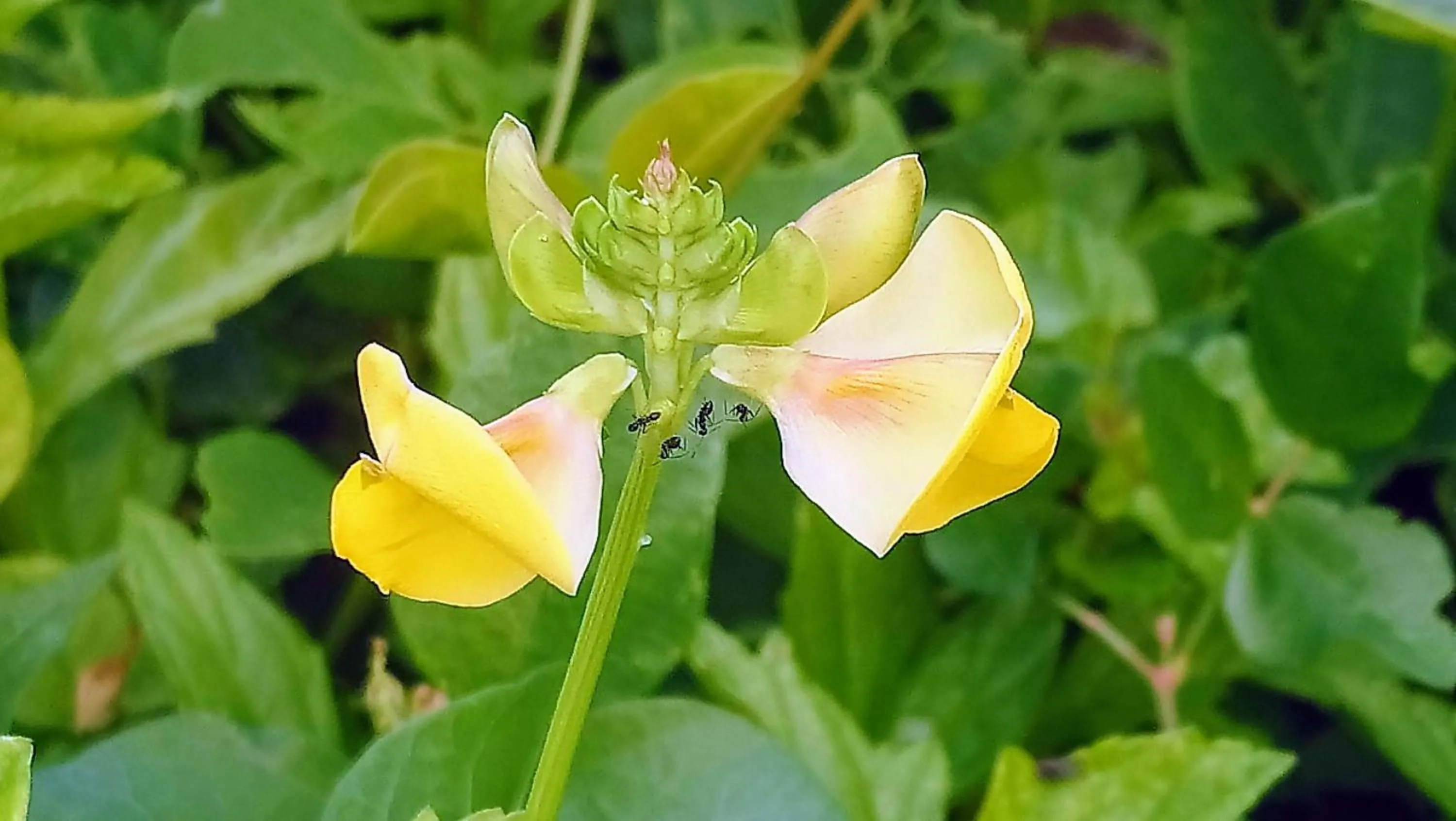 Garden in B&B Aparthotel La Isleta