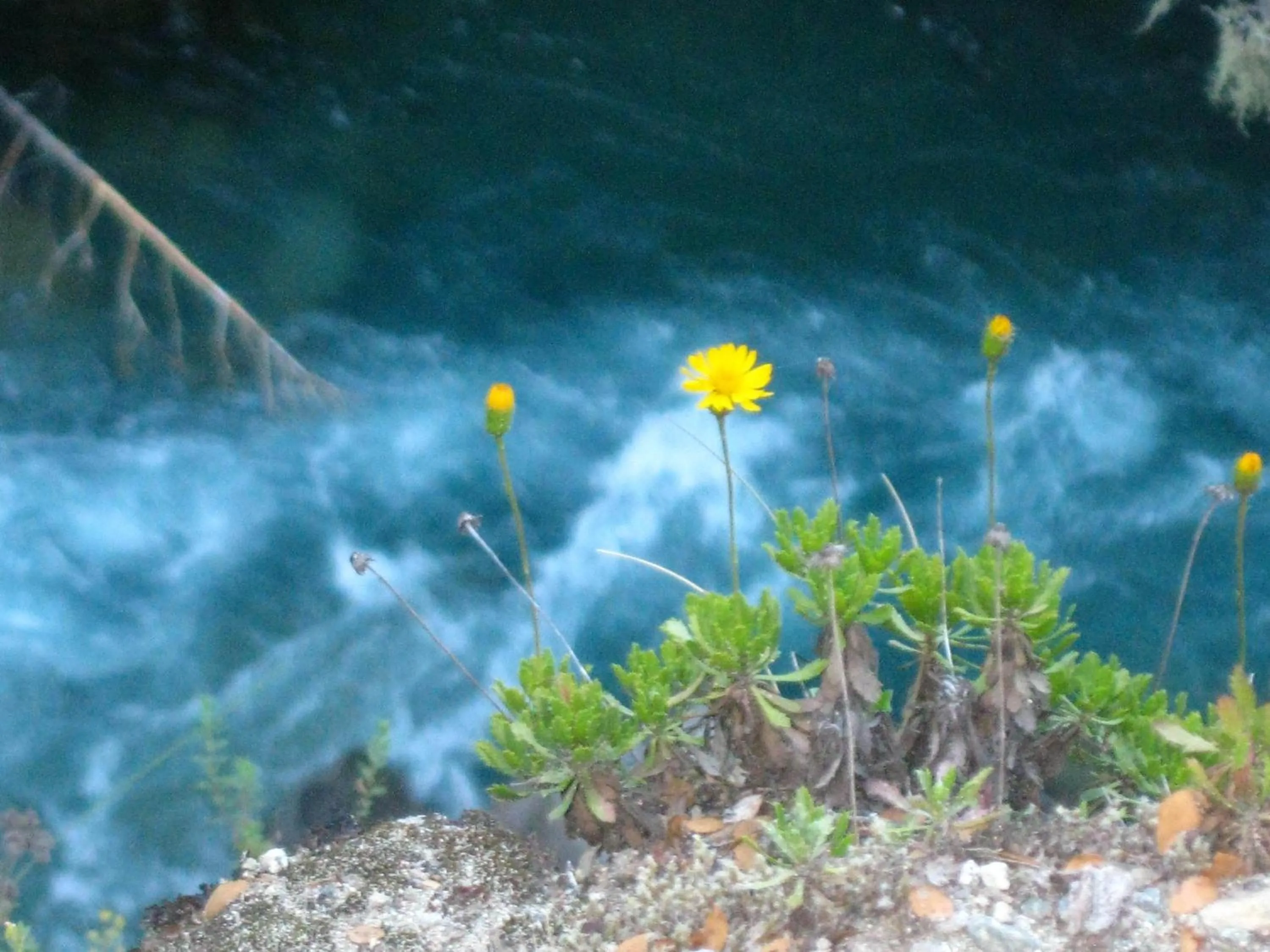 Spring in Domos Puelo