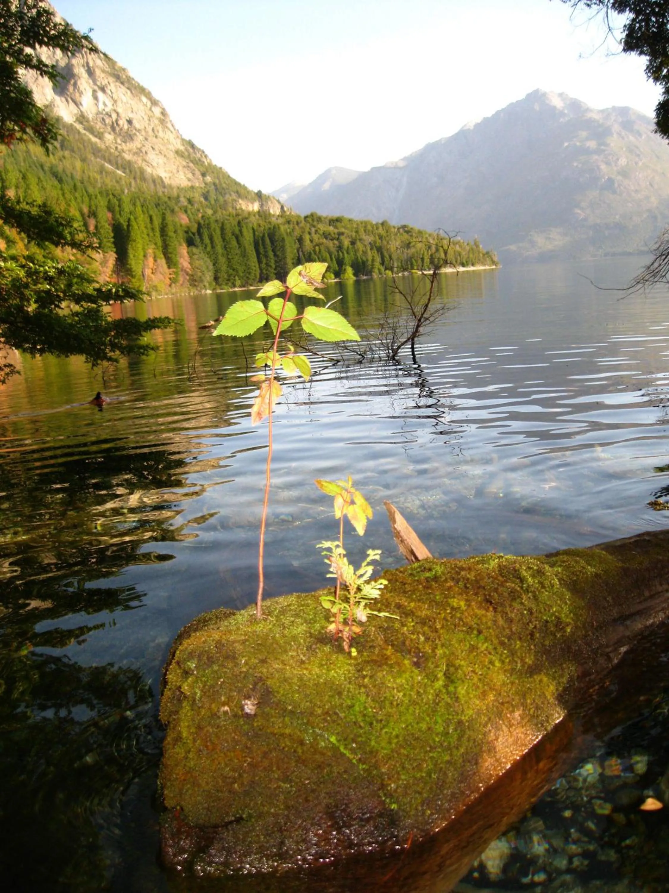 Natural landscape in Domos Puelo