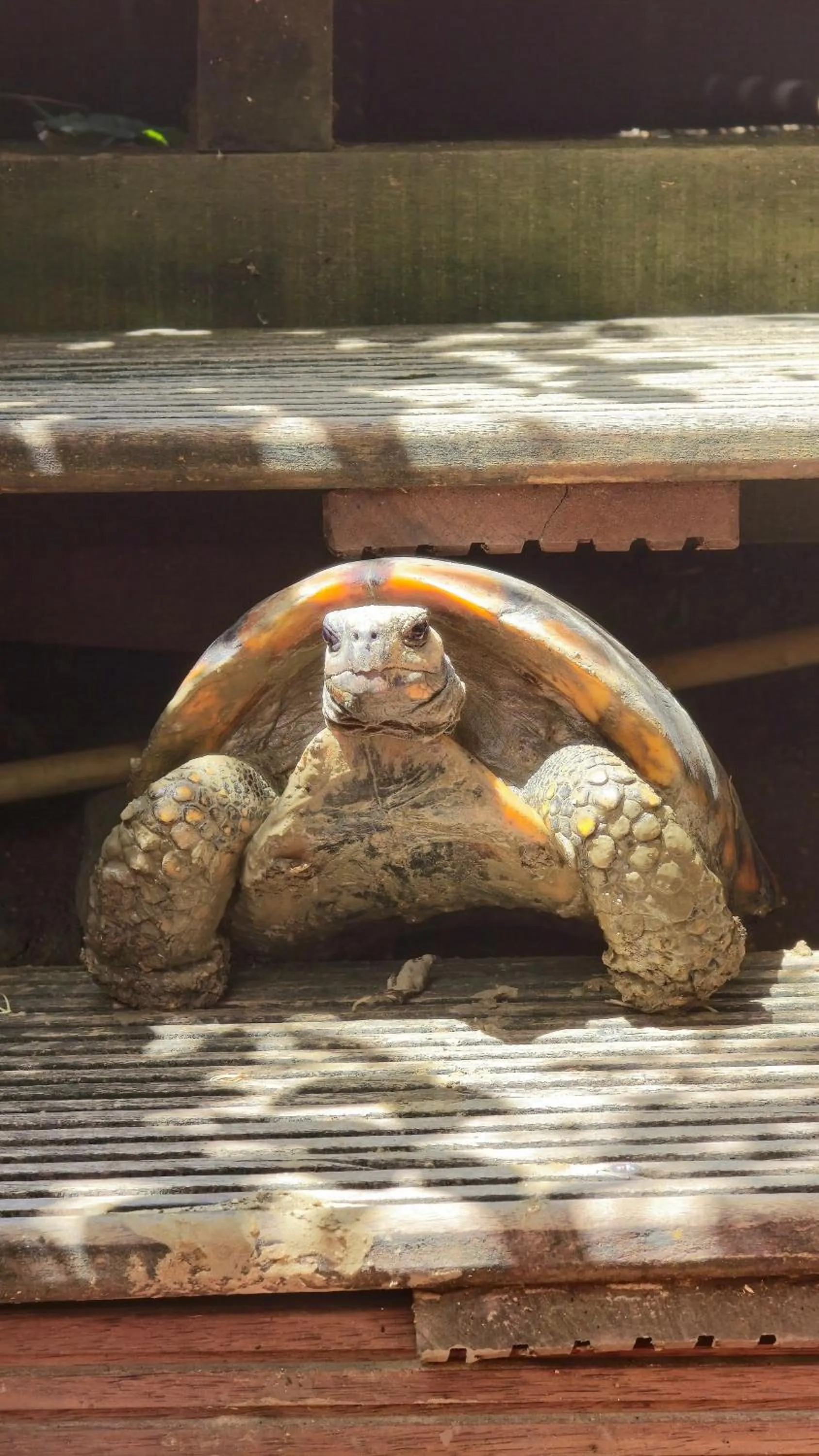 Animals in Greenheart Boutique Hotel