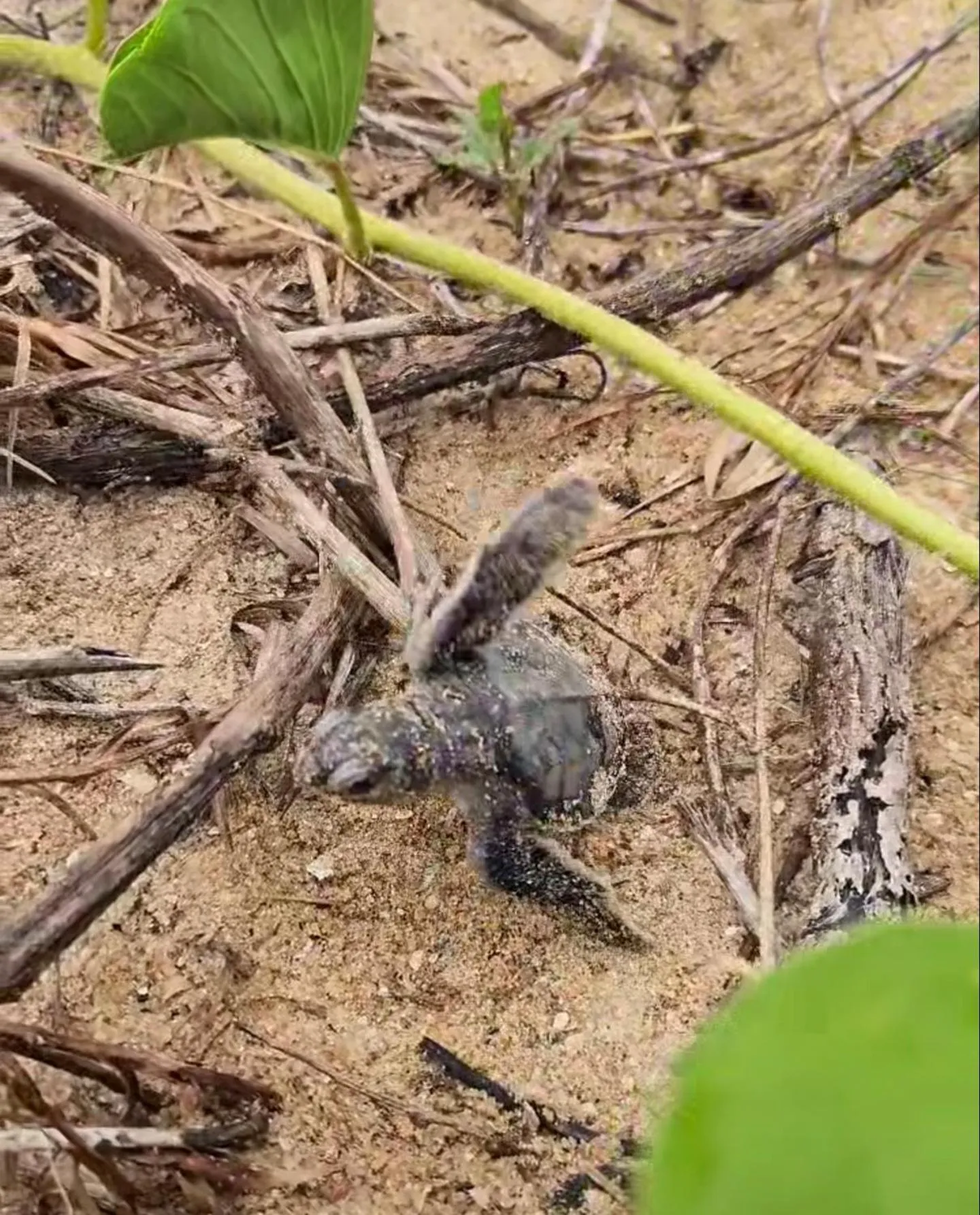 Animals in Greenheart Boutique Hotel