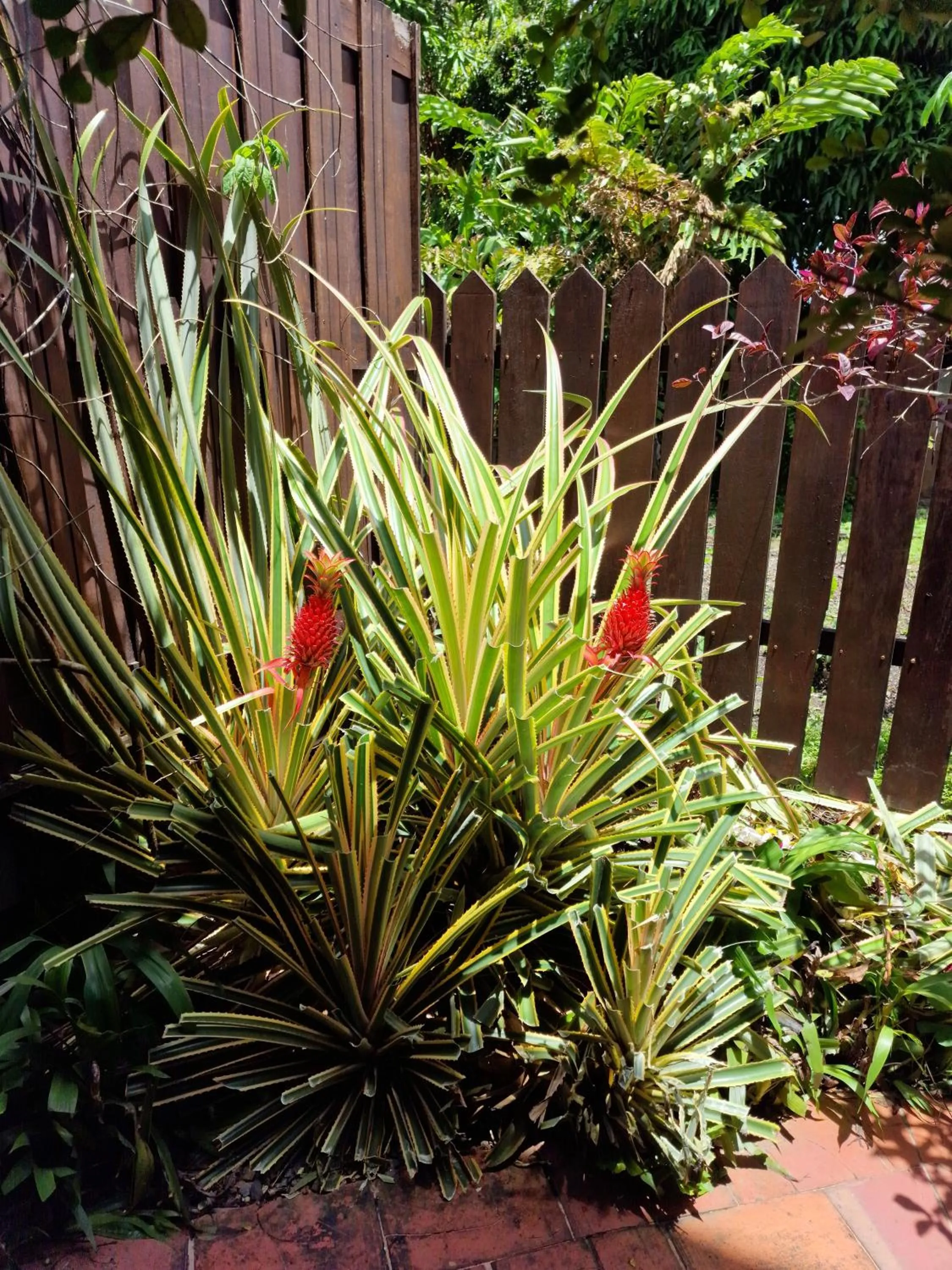Garden in Greenheart Boutique Hotel