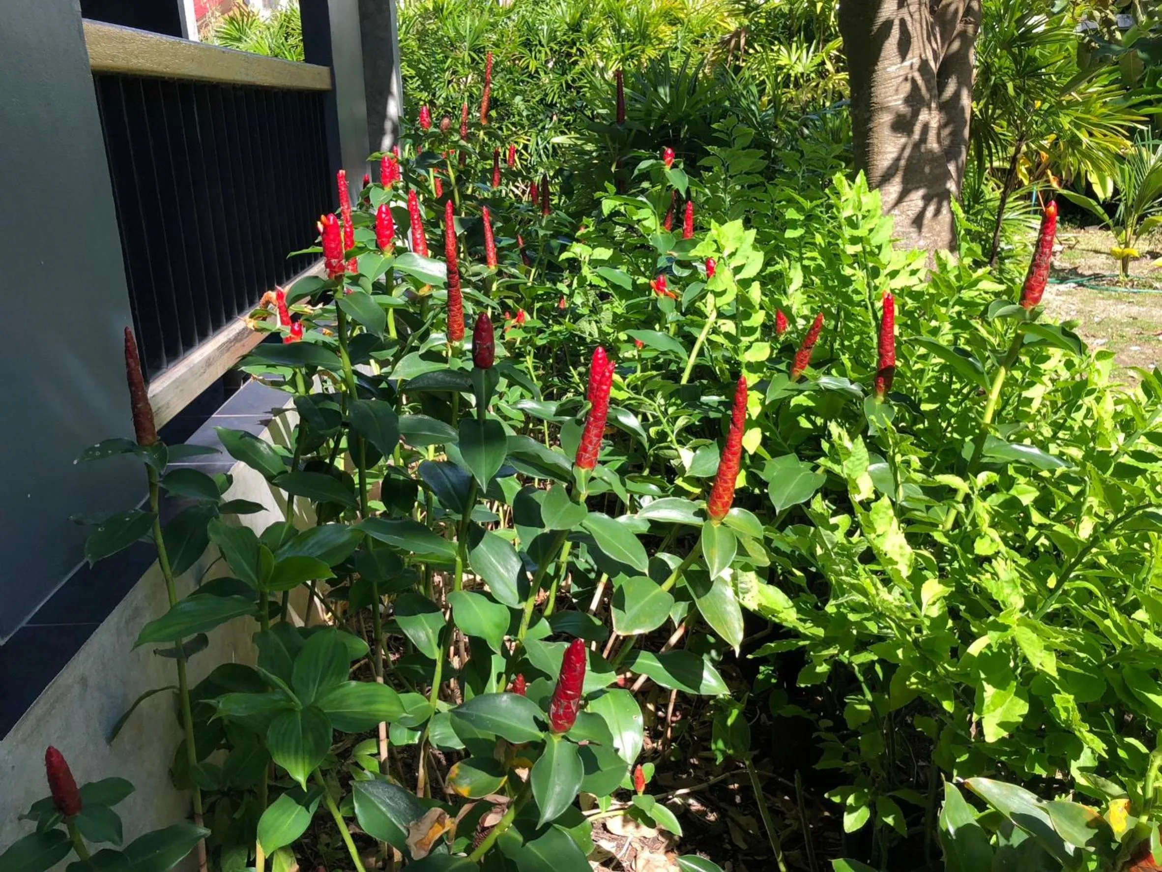 On site in Likita Resort