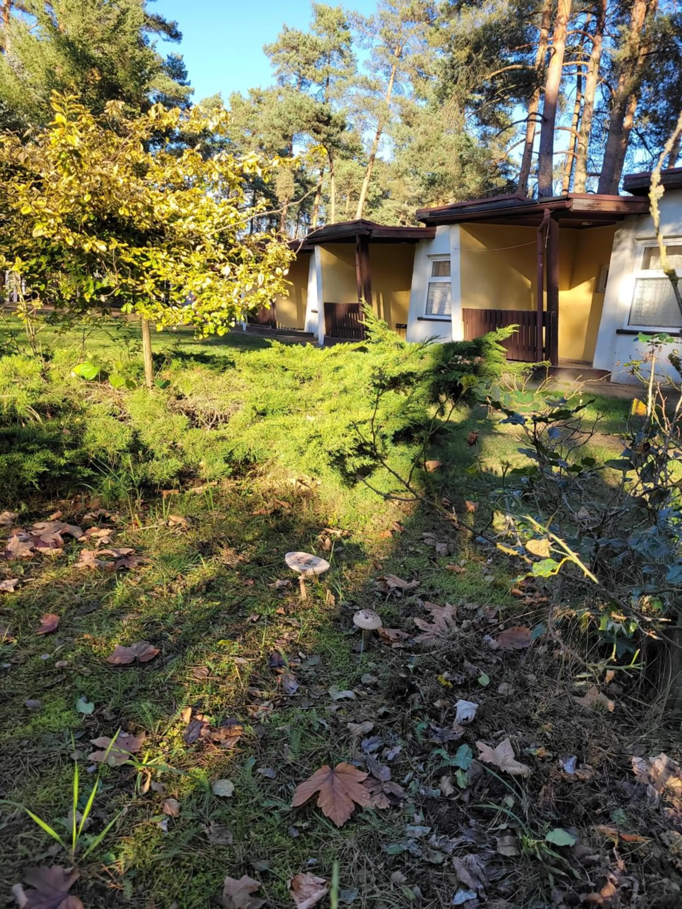 Garden in Ośrodek Wypoczynkowy Jelonek