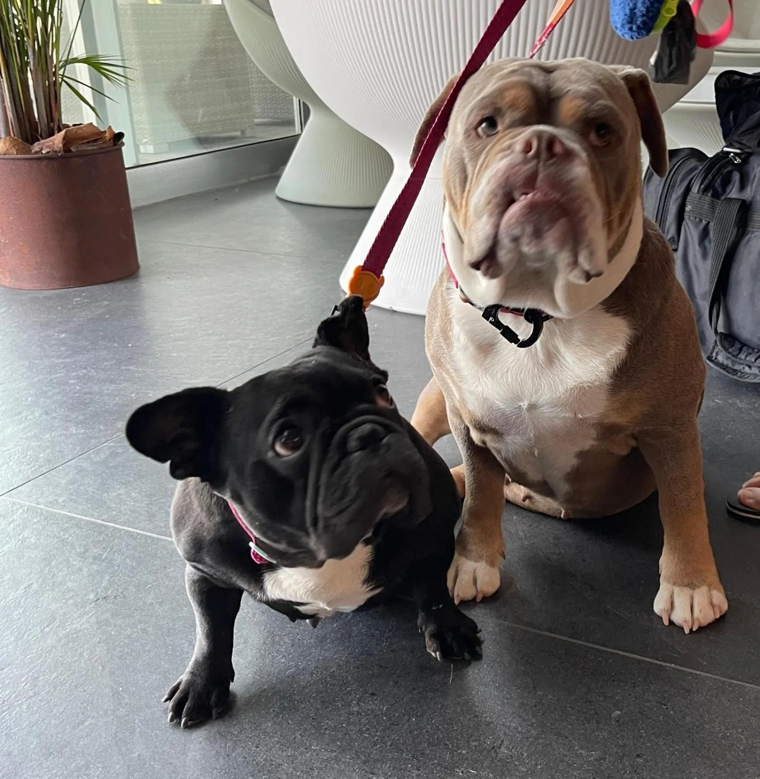 Pets in Hotel Miramare