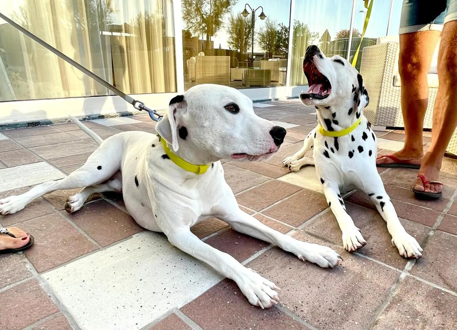 Animals in Hotel Miramare