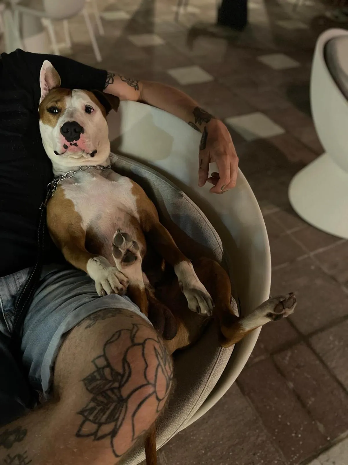 Pets in Hotel Miramare