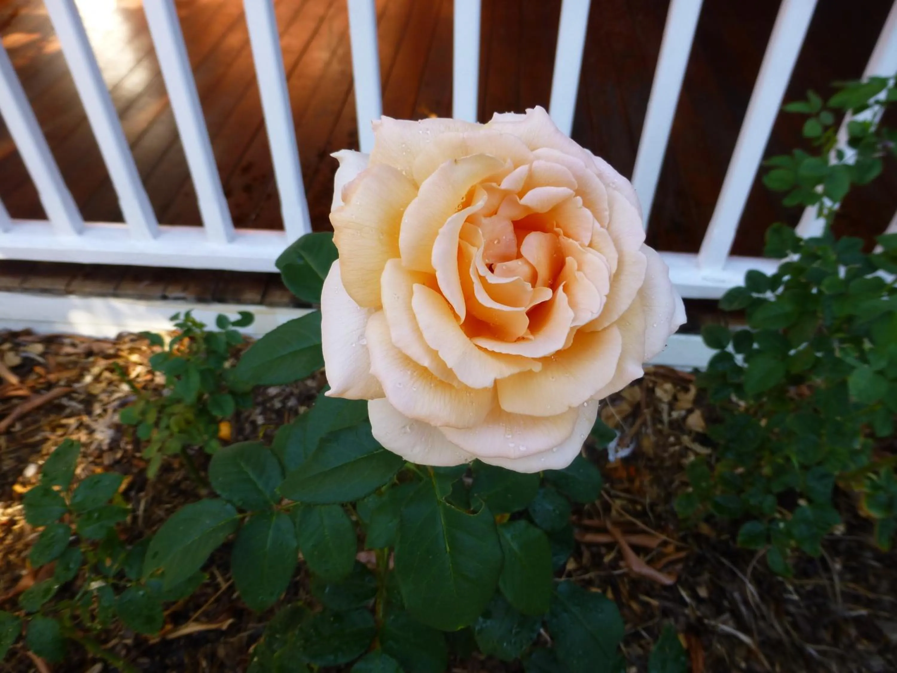 Garden in Lakeside Bed & Breakfast