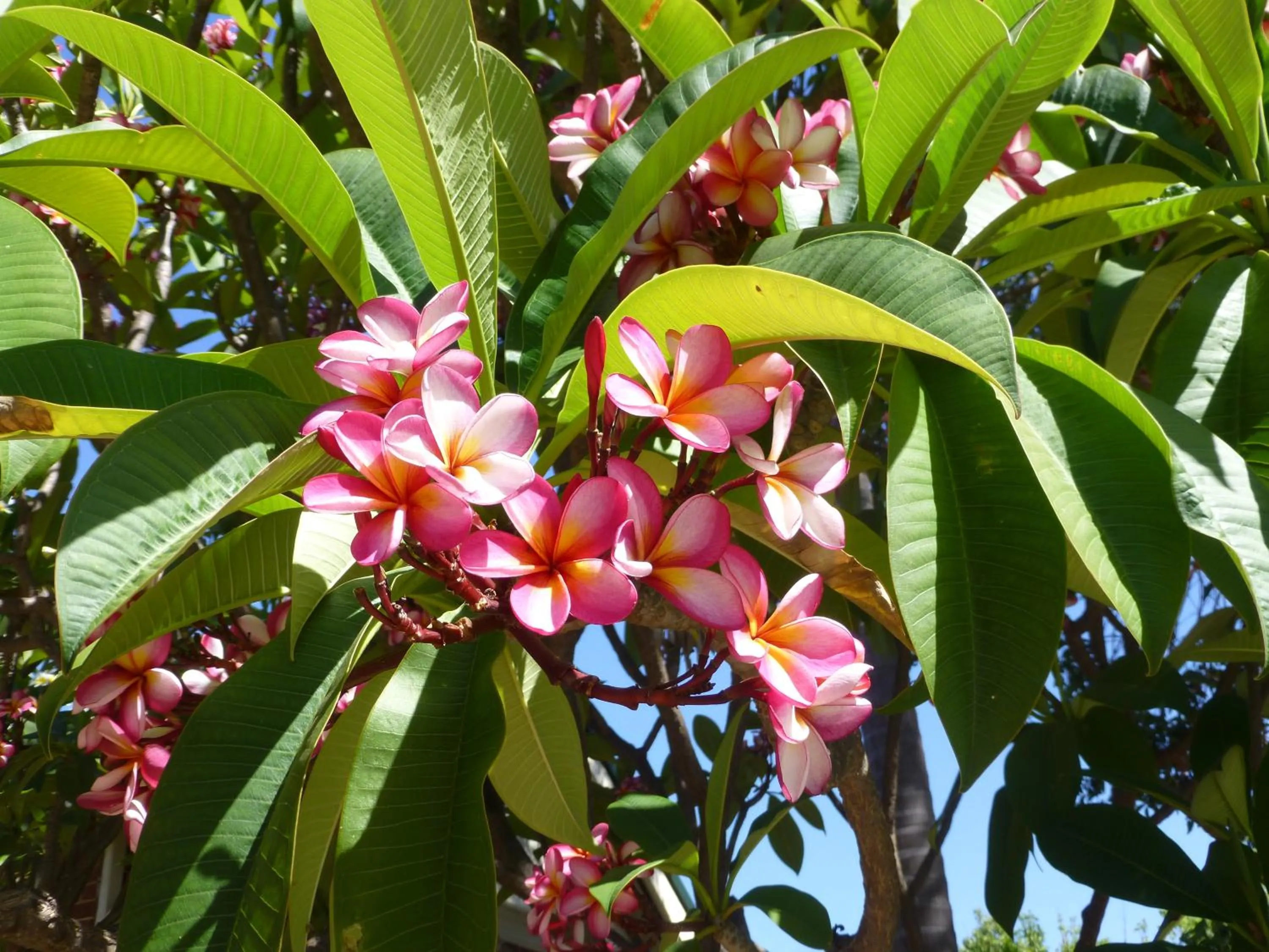 Garden in Lakeside Bed & Breakfast