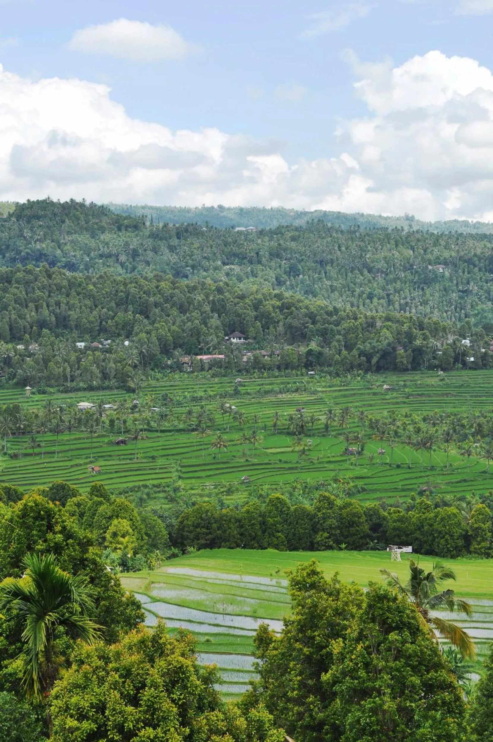 View (from property/room) in Bali Rahayu Homestay