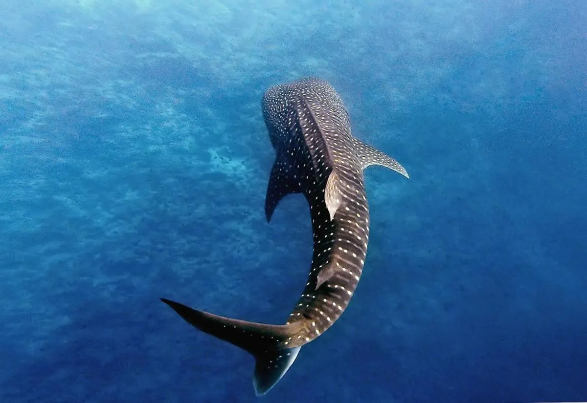 Snorkeling in Manta Reserve