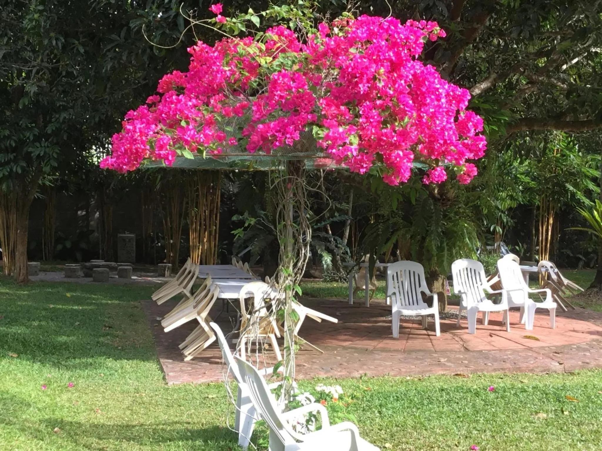 Garden in Camiguin Lanzones Resort