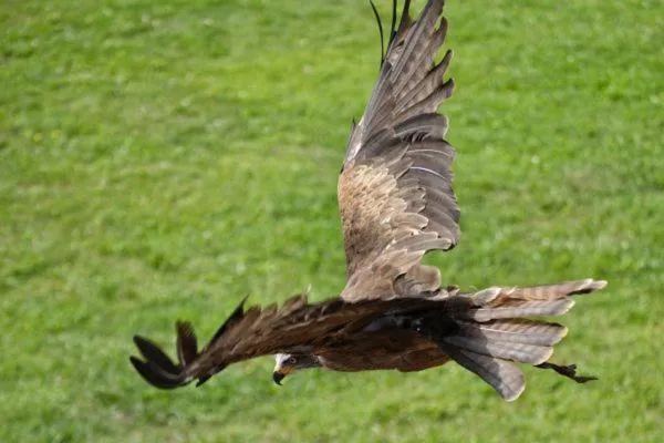 Animals in Hotel San Juan