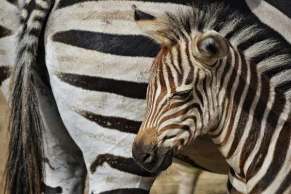 Animals in Hotel San Juan