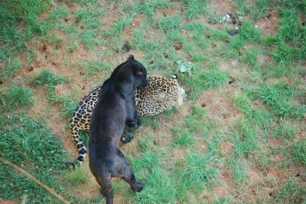 Animals in Hotel San Juan