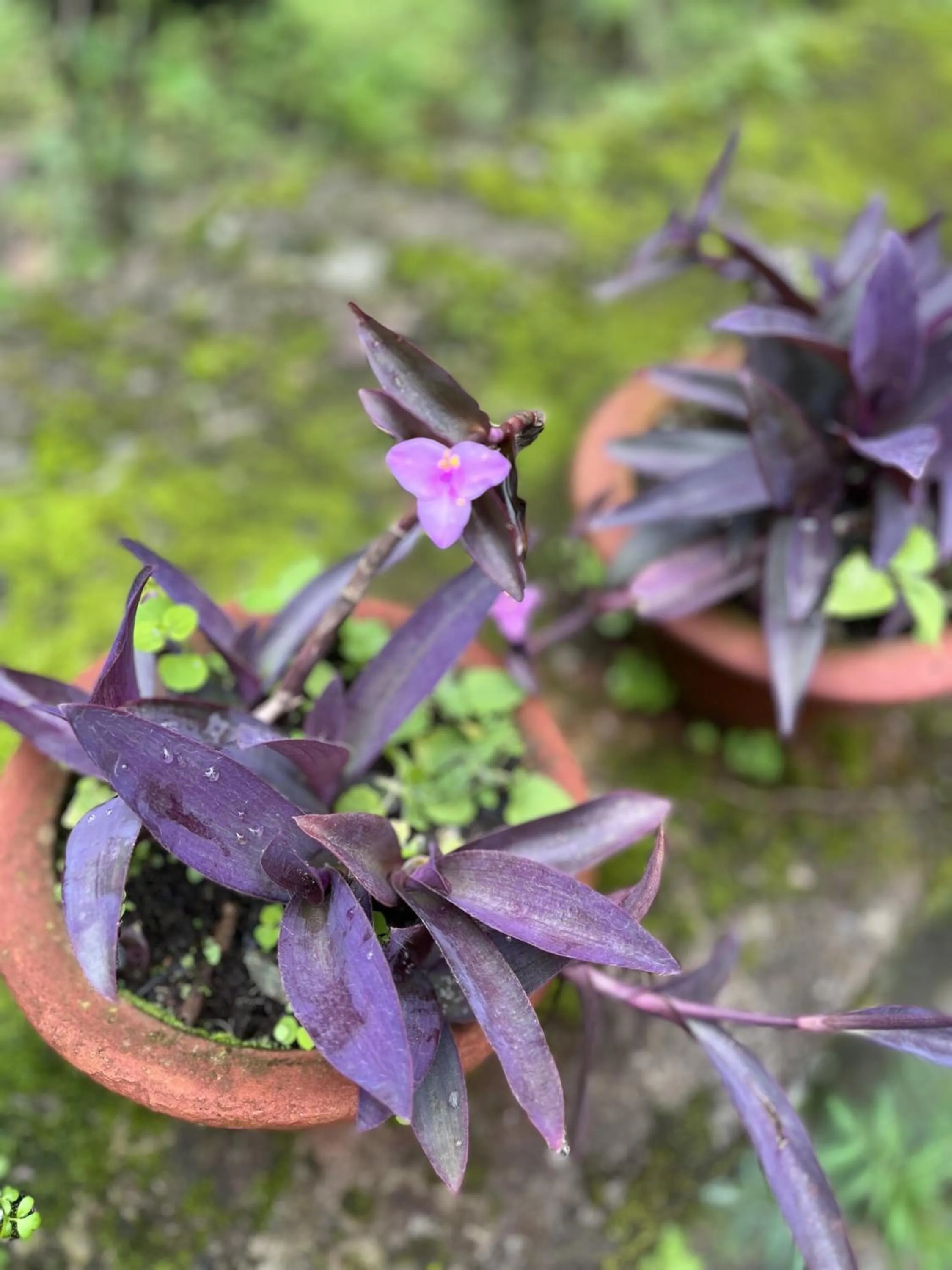 Day in The Nettle and Fern Farmstay