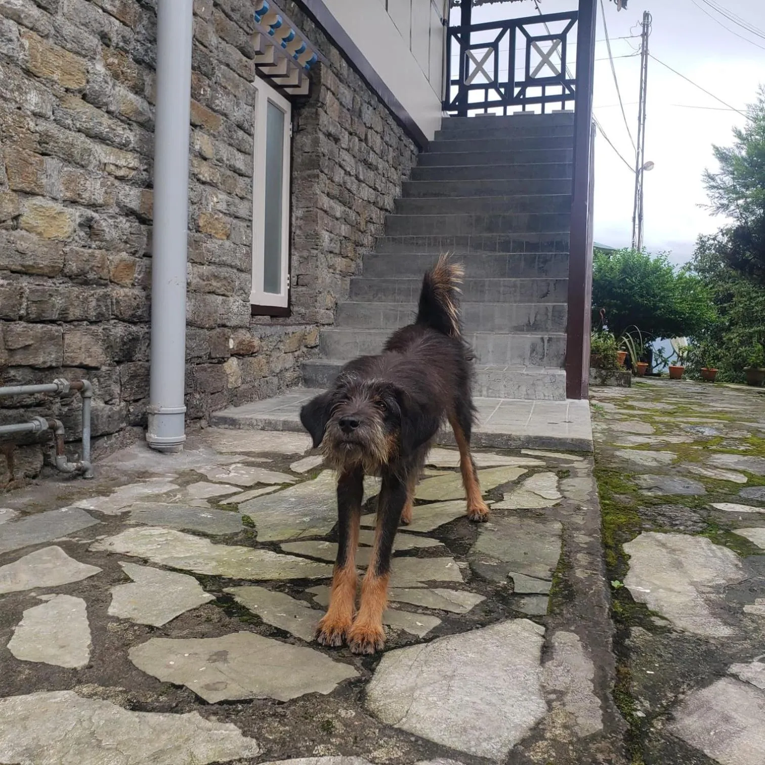 Pets in The Nettle and Fern Farmstay
