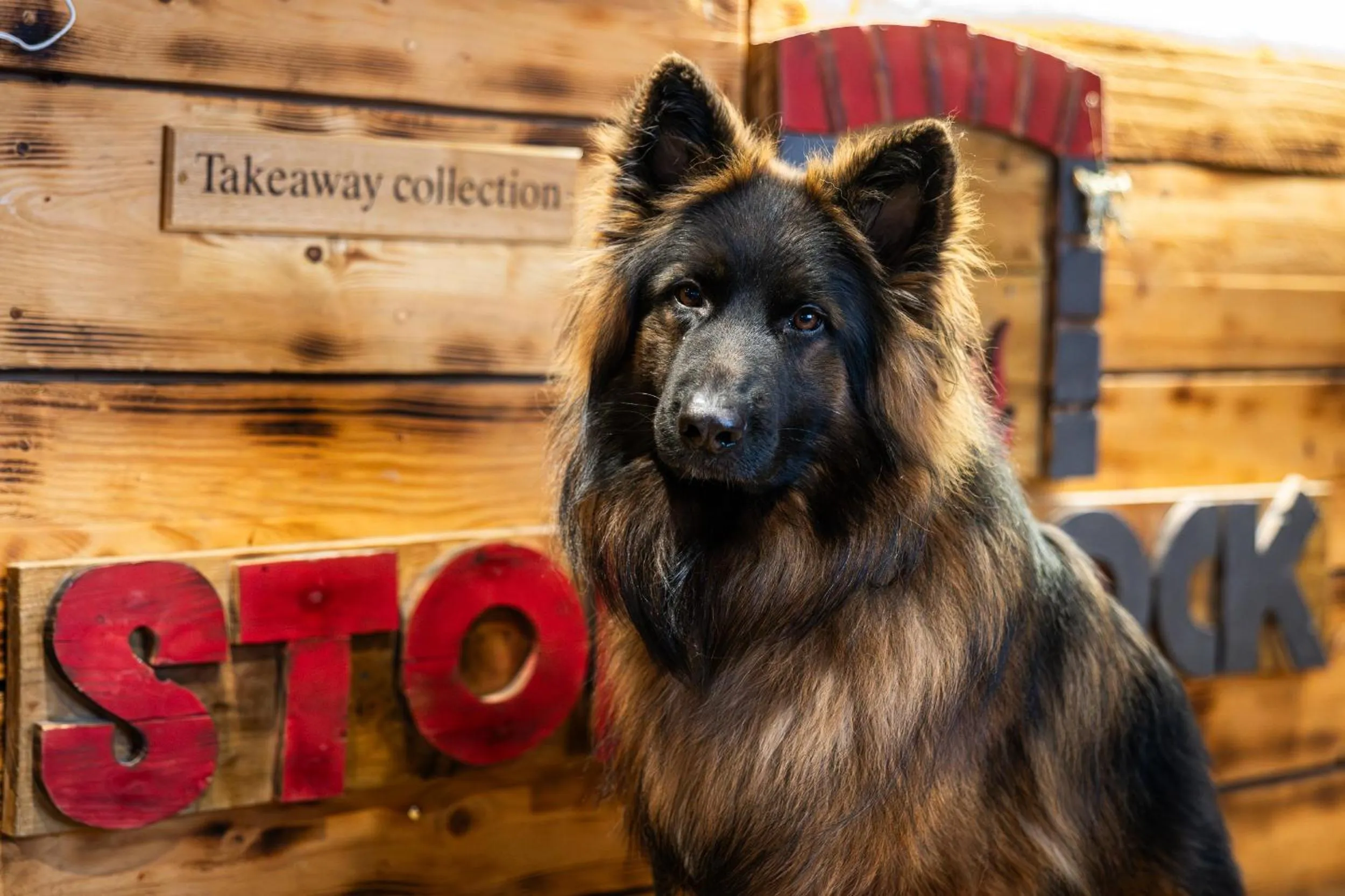 Pets in The First Hurdle Guest House