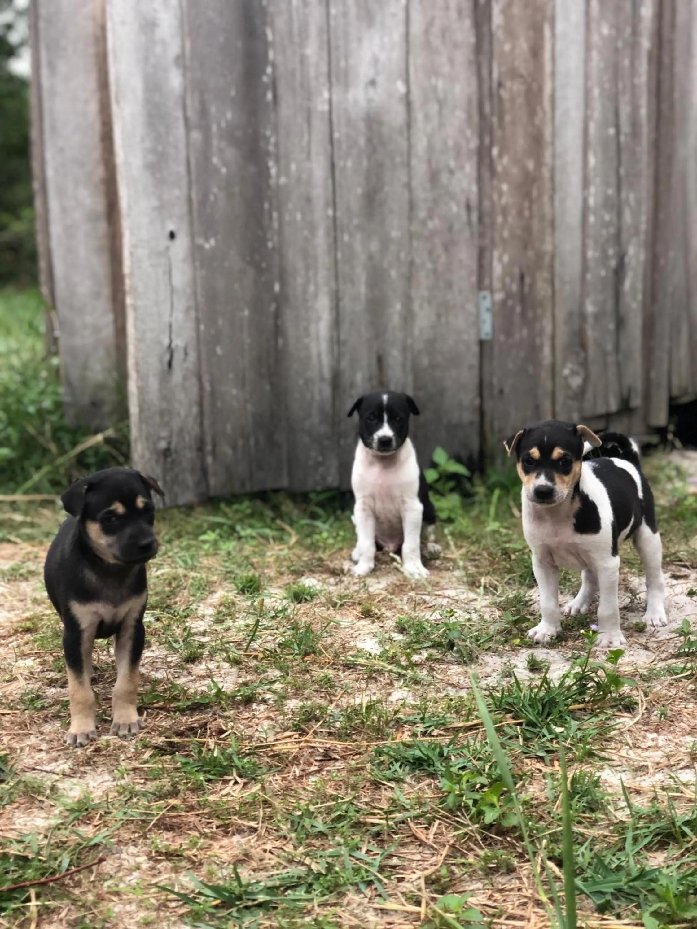 Pets in The Last Point Koh Takiev