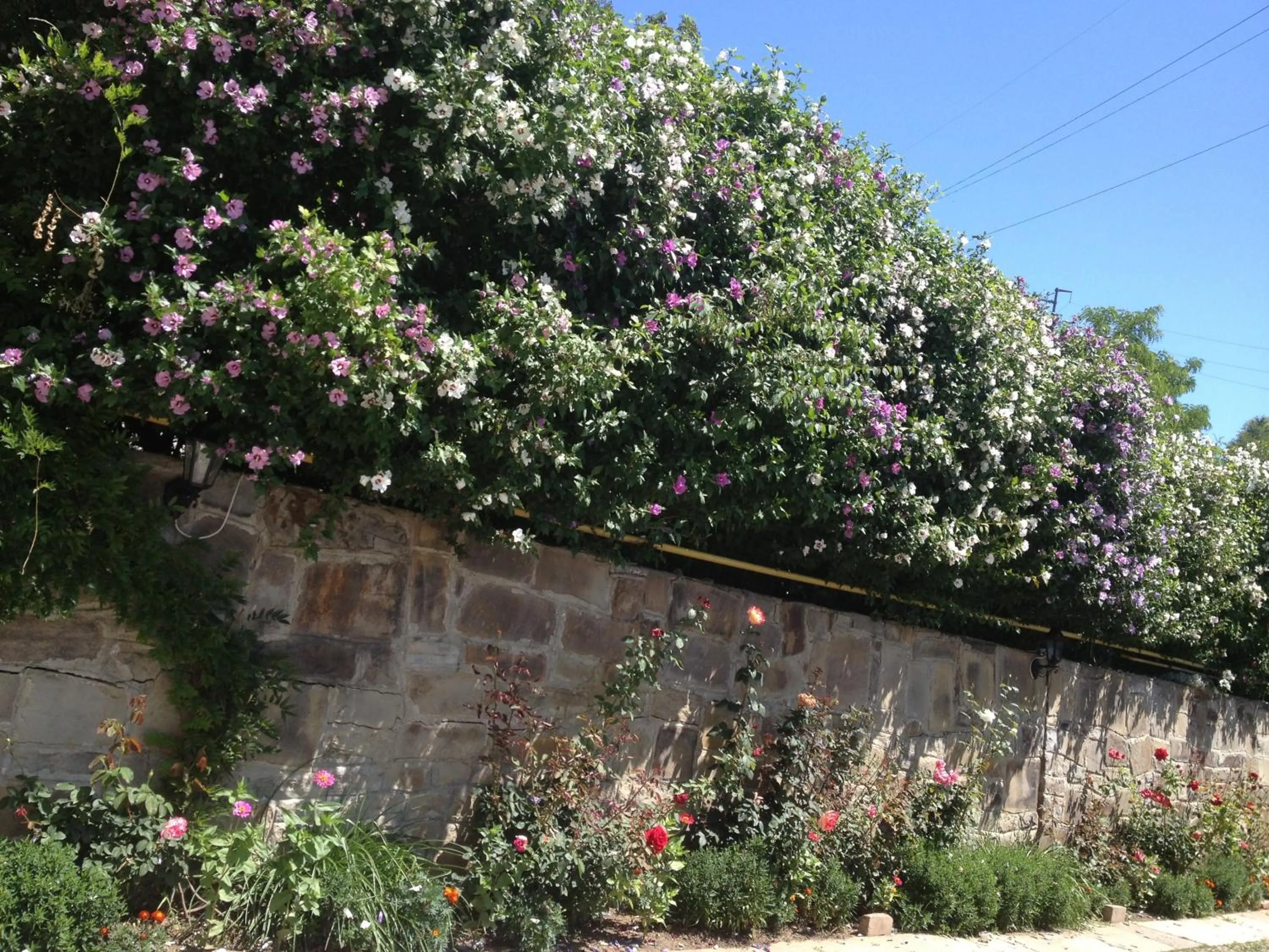 Garden in Pensiunea Ambiance
