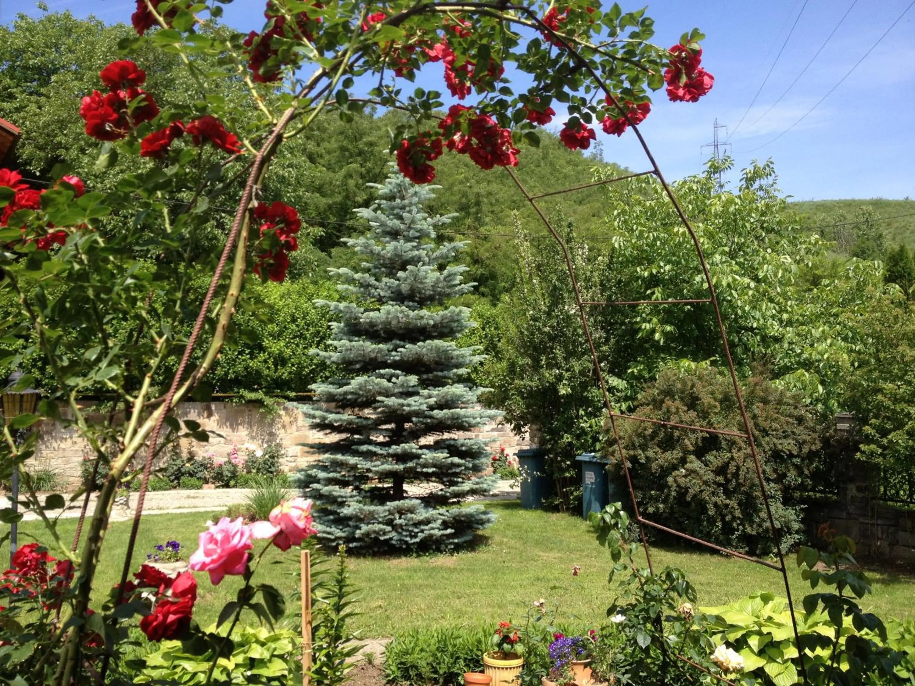 Garden in Pensiunea Ambiance