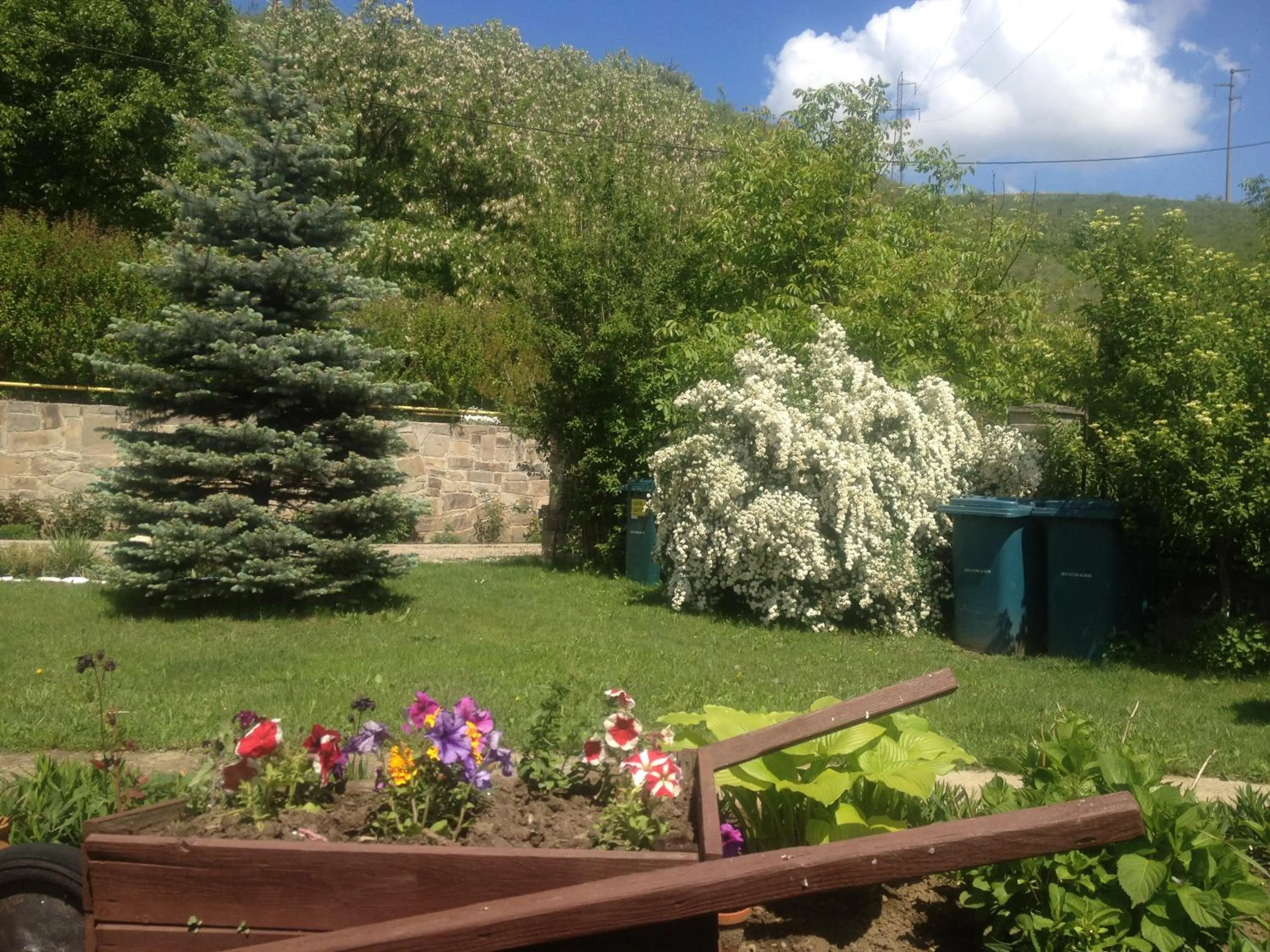 Garden in Pensiunea Ambiance