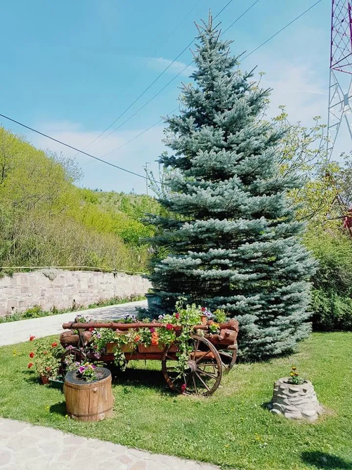 Garden in Pensiunea Ambiance