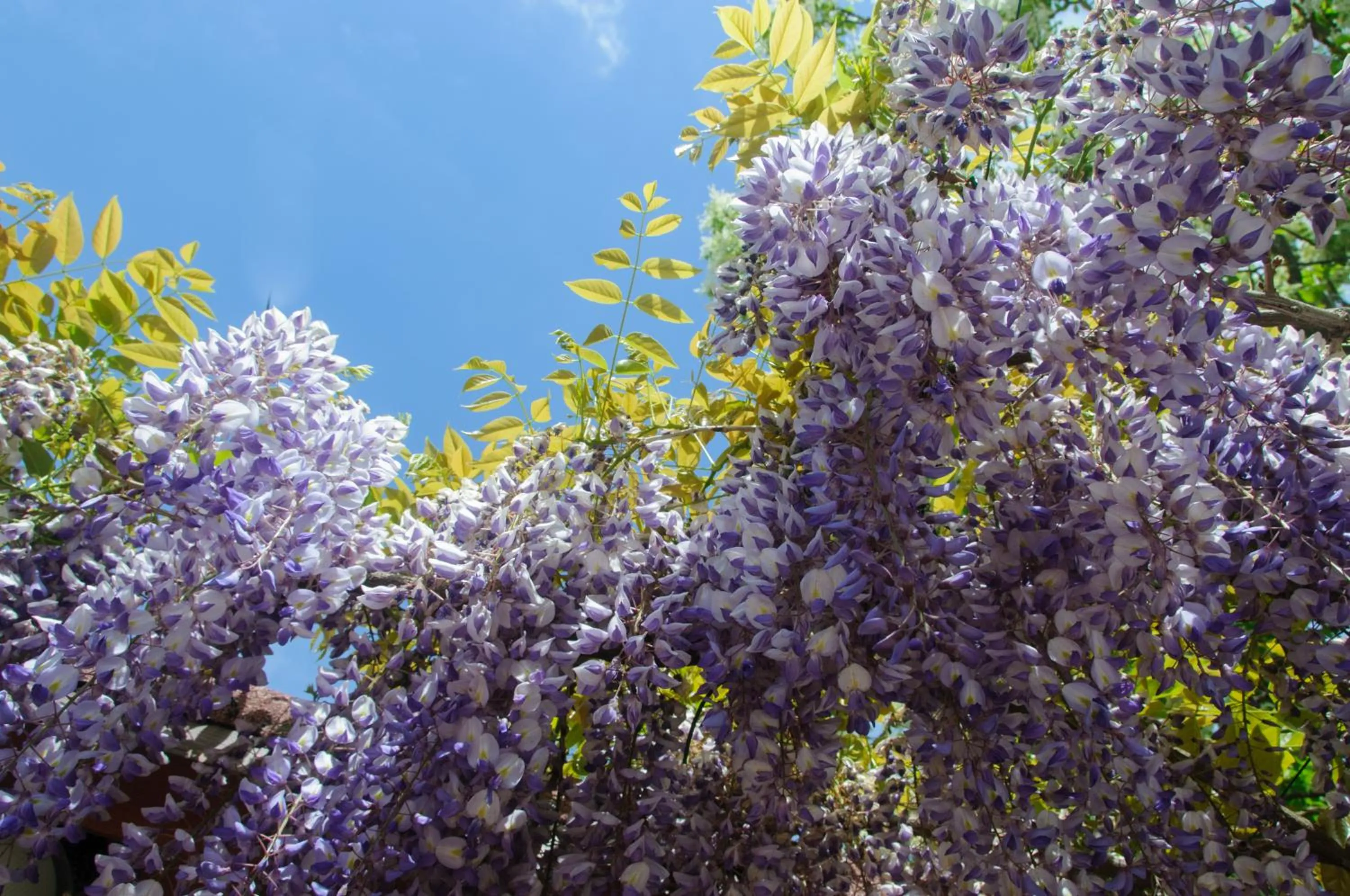 Garden in B&B La Fenice
