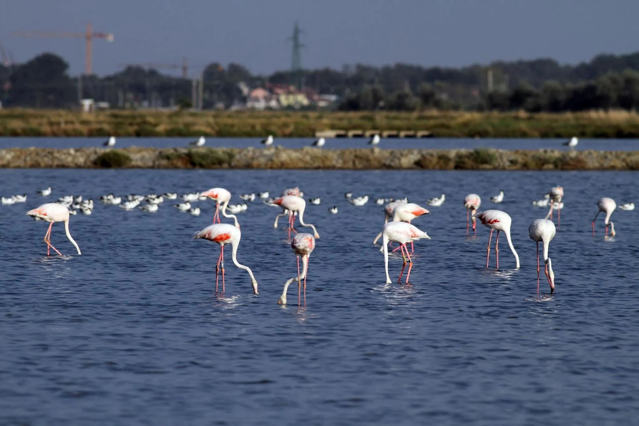 Seasons in Rimini Suite Hotel