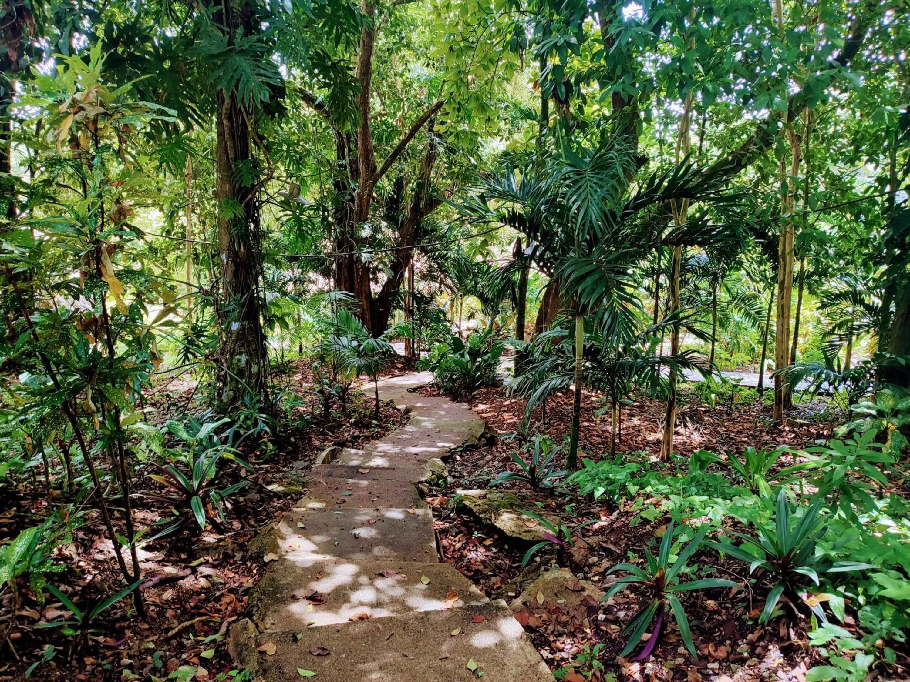 Natural landscape in Maya Mountain Lodge