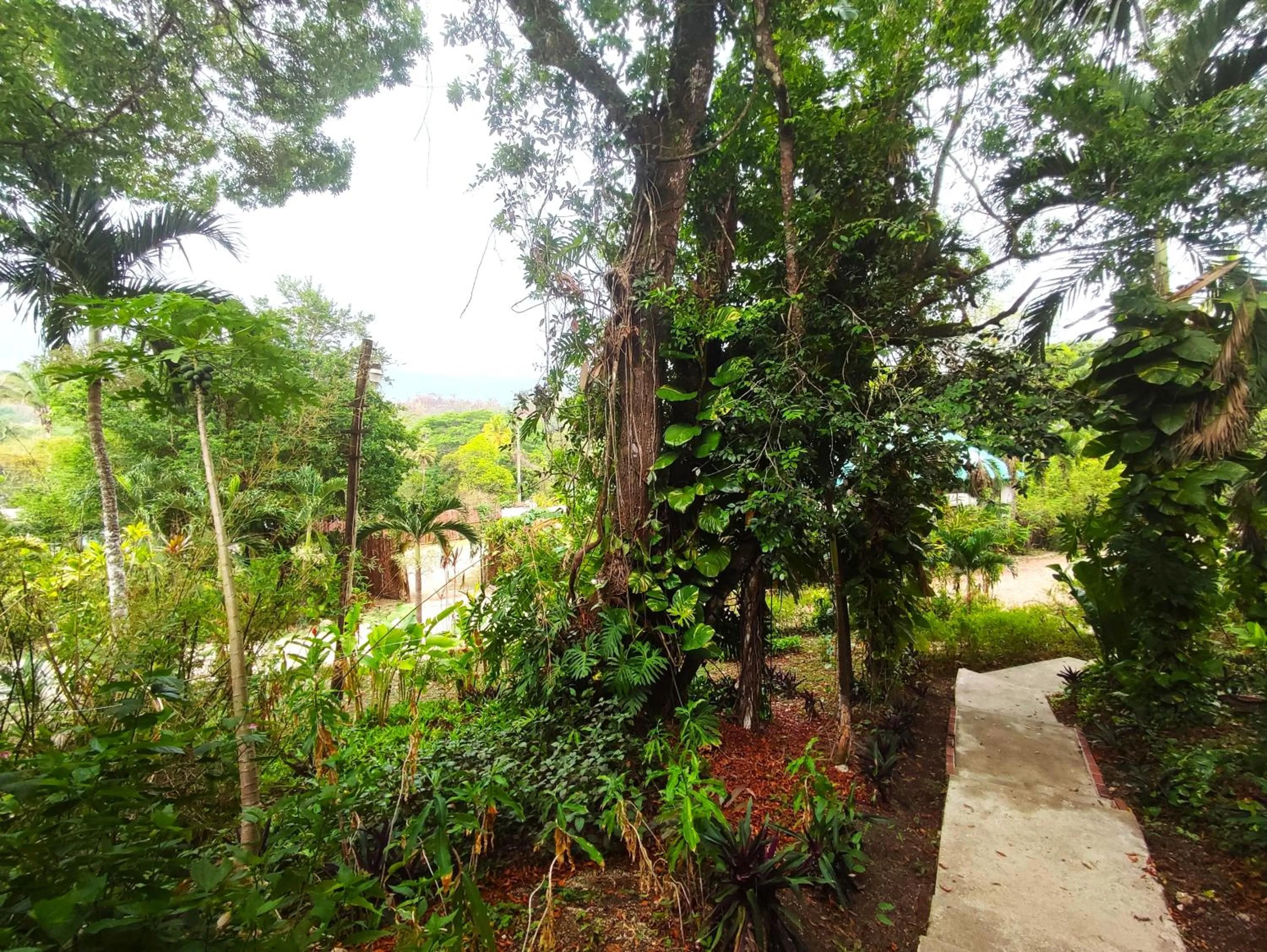 Garden in Maya Mountain Lodge