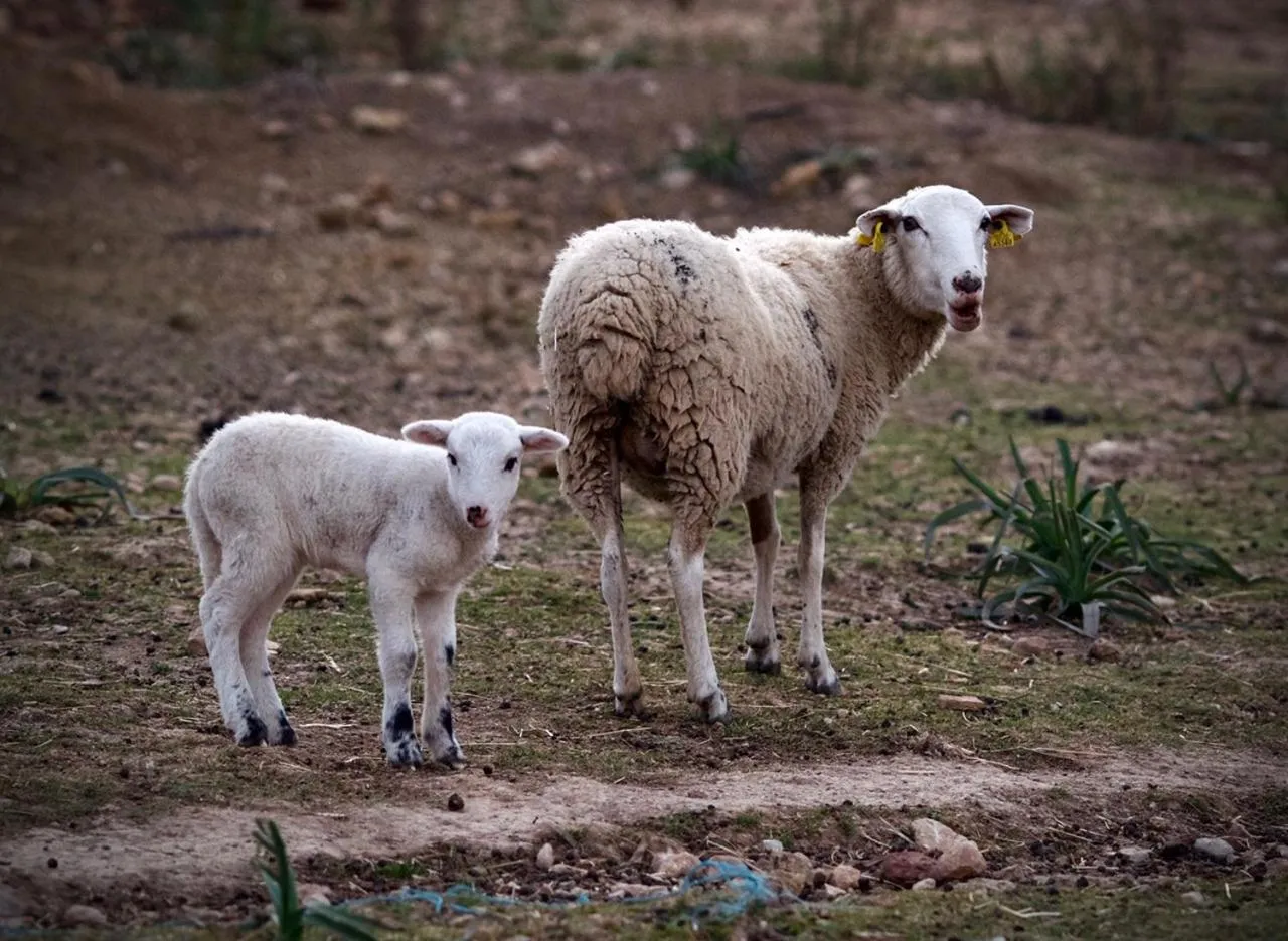 Animals in Finca Hotel Son Palou