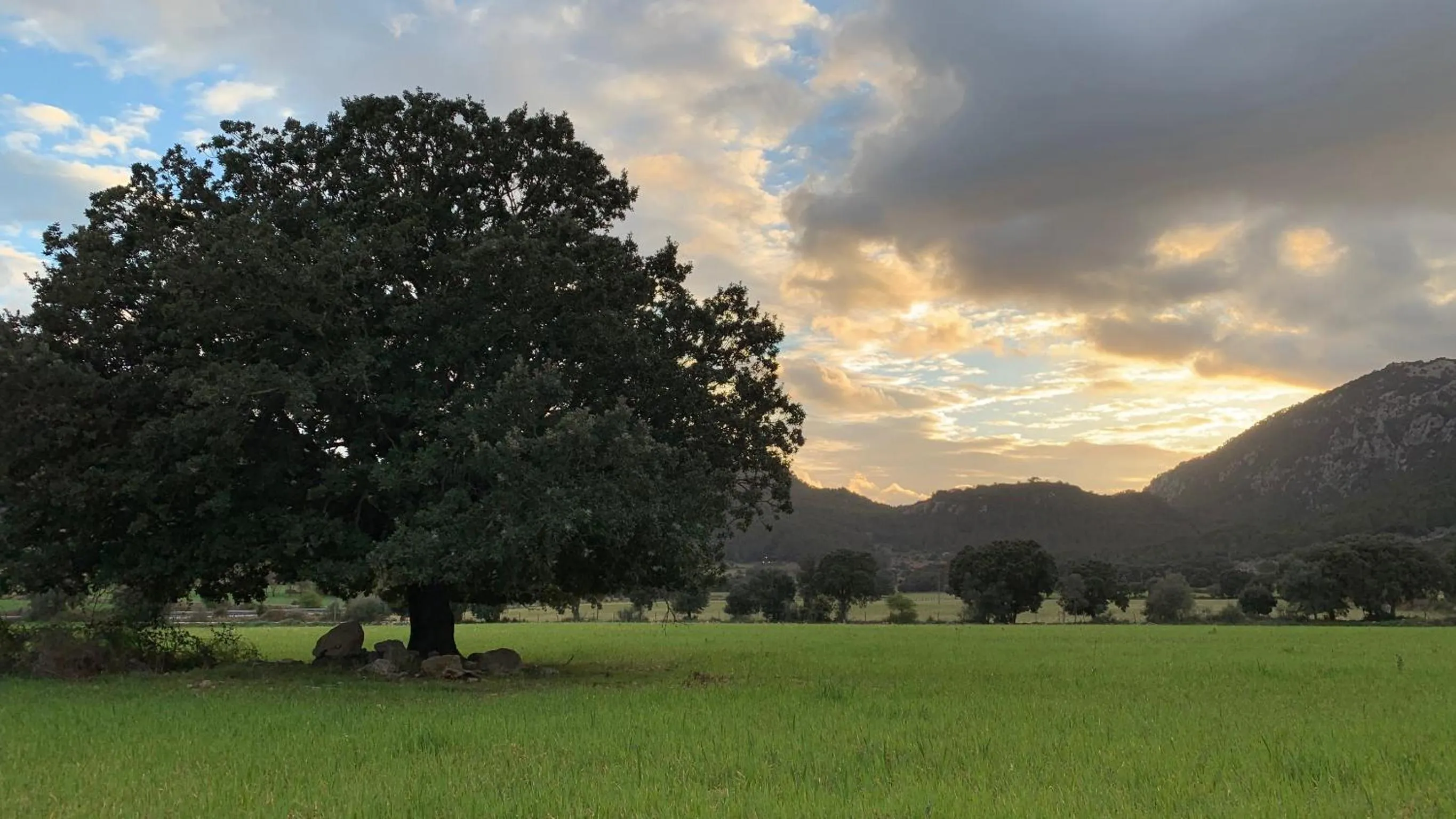 Natural landscape in Finca Hotel Son Palou