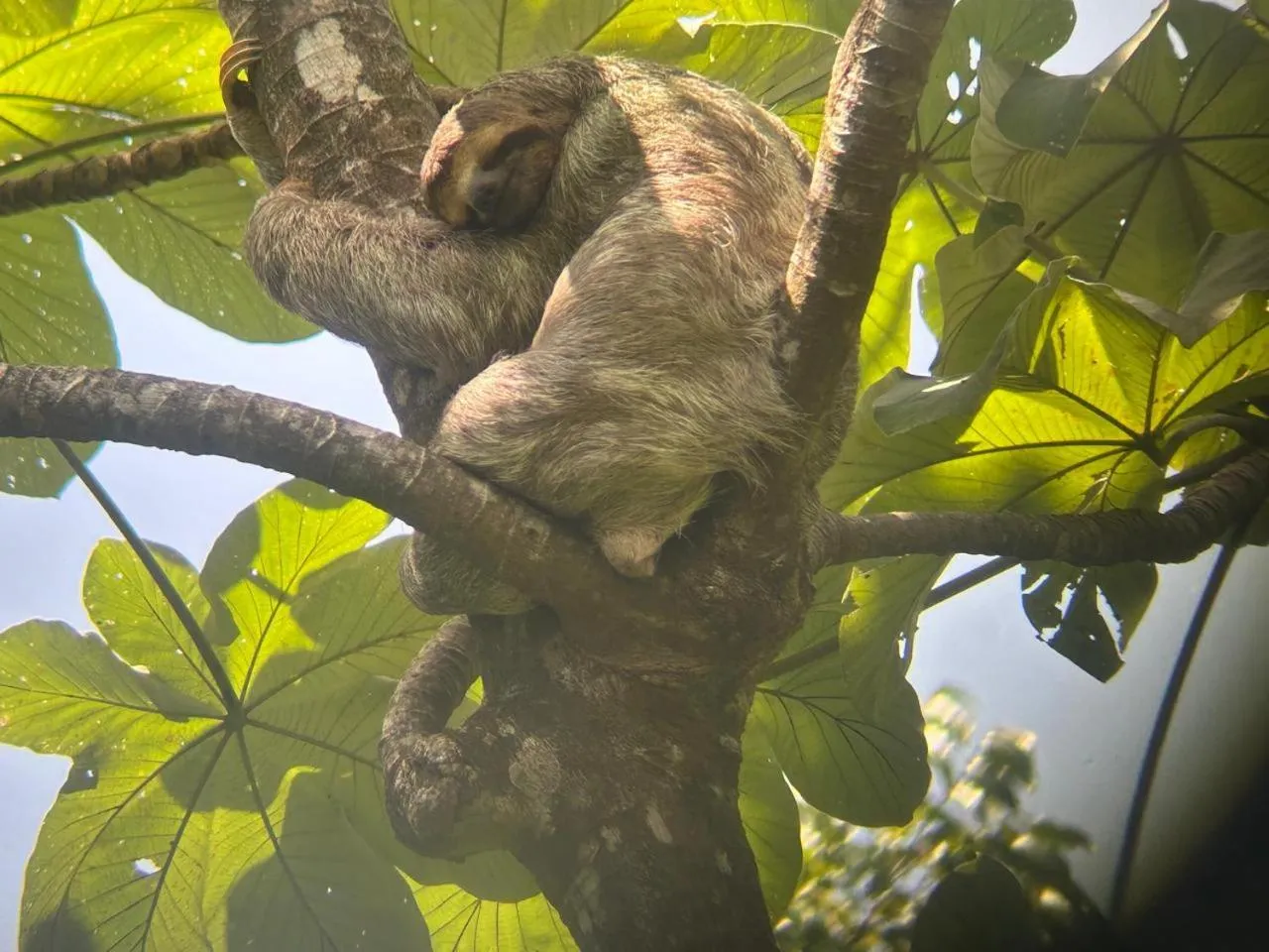 Animals in Cabinas Tortuguero Natural