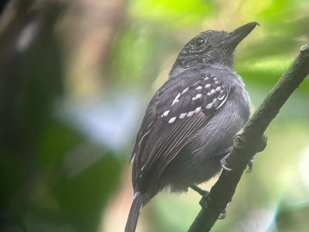 Animals in Cabinas Tortuguero Natural