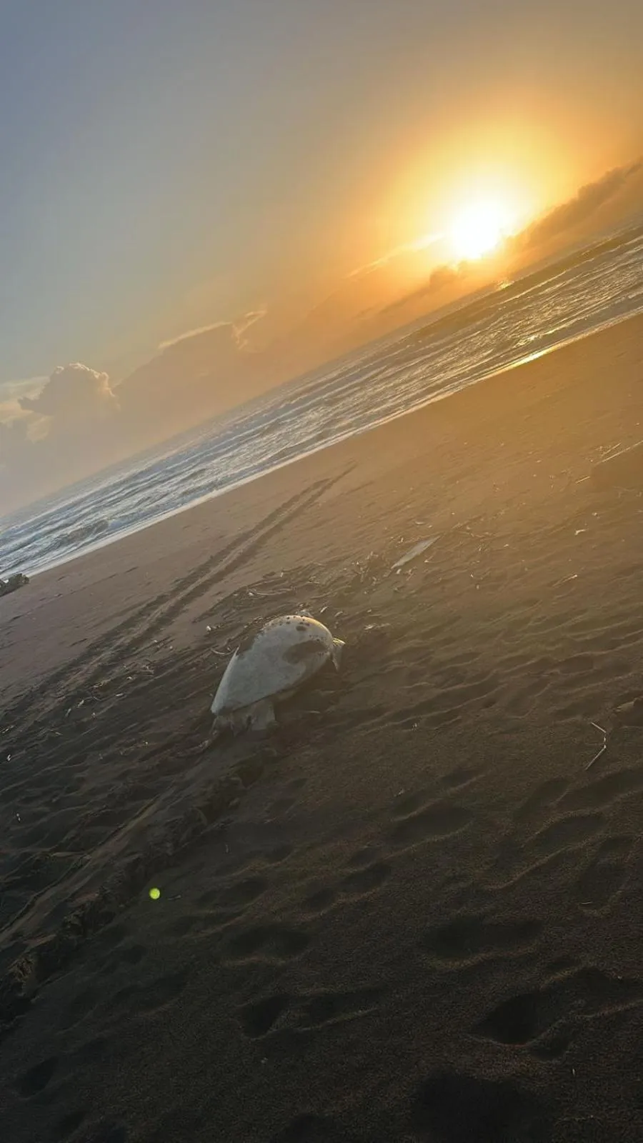 Animals in Cabinas Tortuguero Natural
