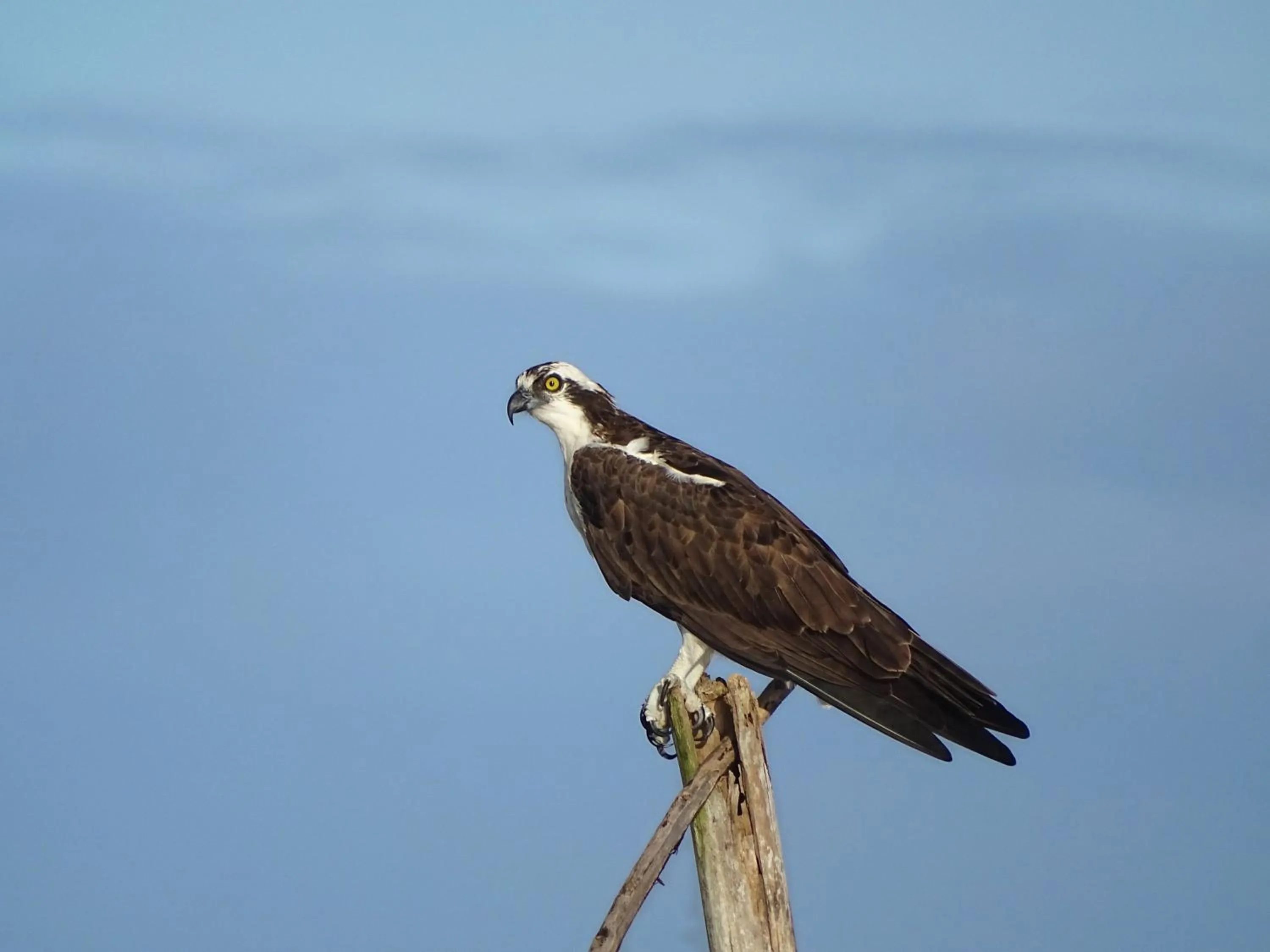 Animals in Cabinas Tortuguero Natural