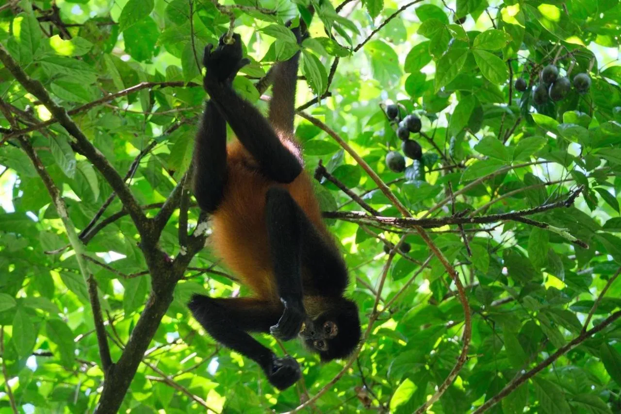 Animals in Cabinas Tortuguero Natural